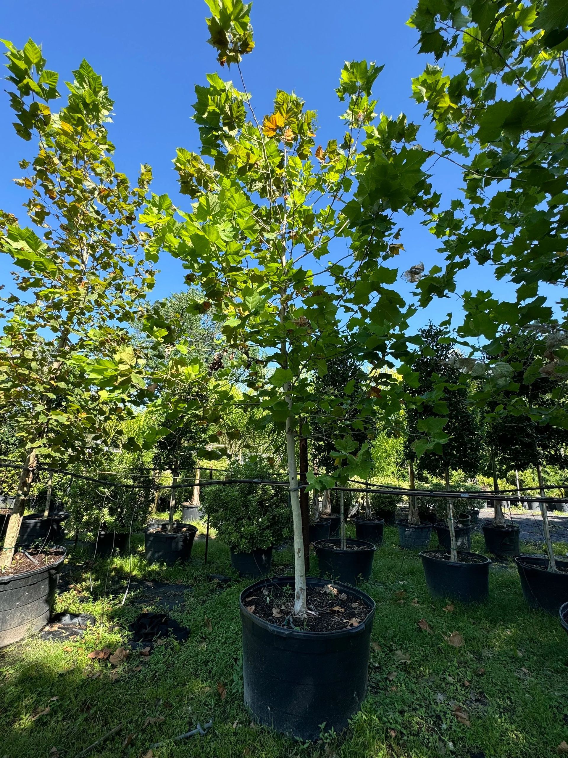 Potted young trees in a nursery under a bright blue sky