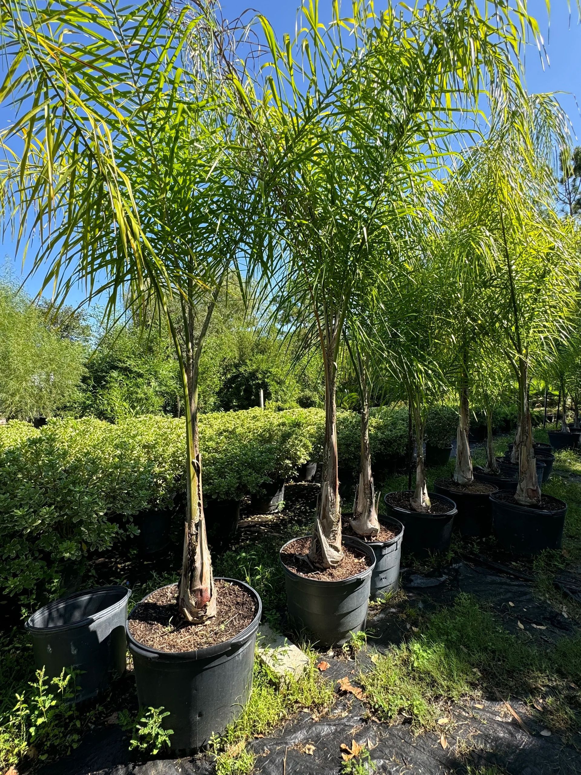 Potted young trees in a sunny outdoor nursery, with dense green foliage and black containers.