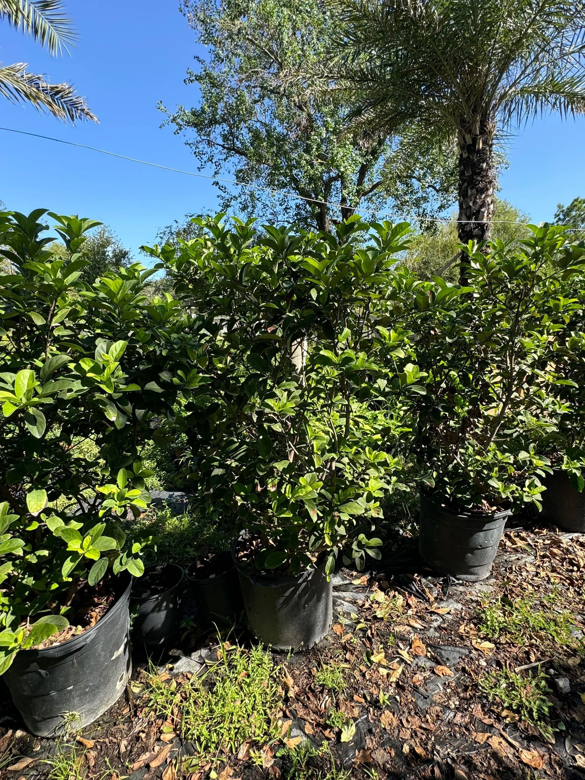 Potted shrubs and small trees in a sunny outdoor nursery, with green foliage and blue sky.