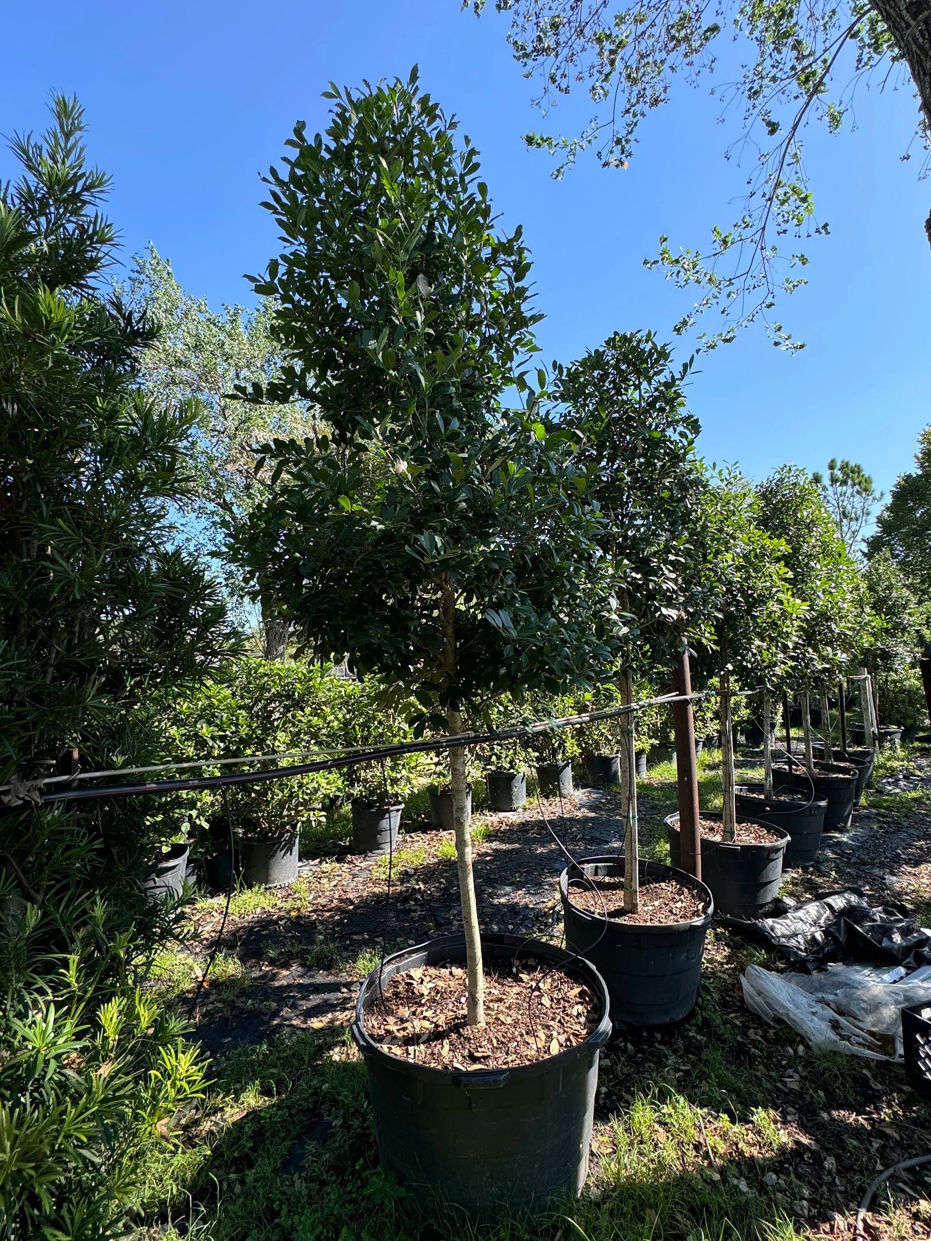 Potted young trees lined up in a sunny outdoor nursery with blue sky overhead