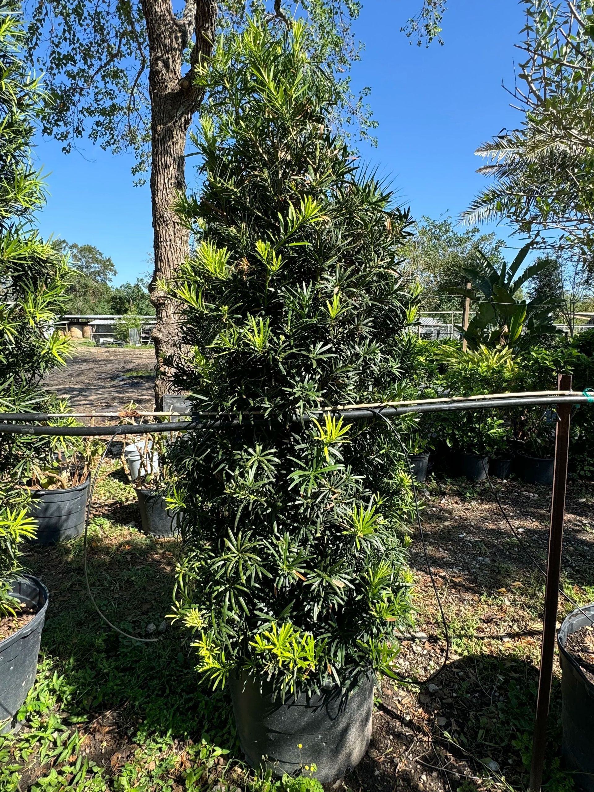 Tall potted shrub with dense green leaves in a sunny garden nursery