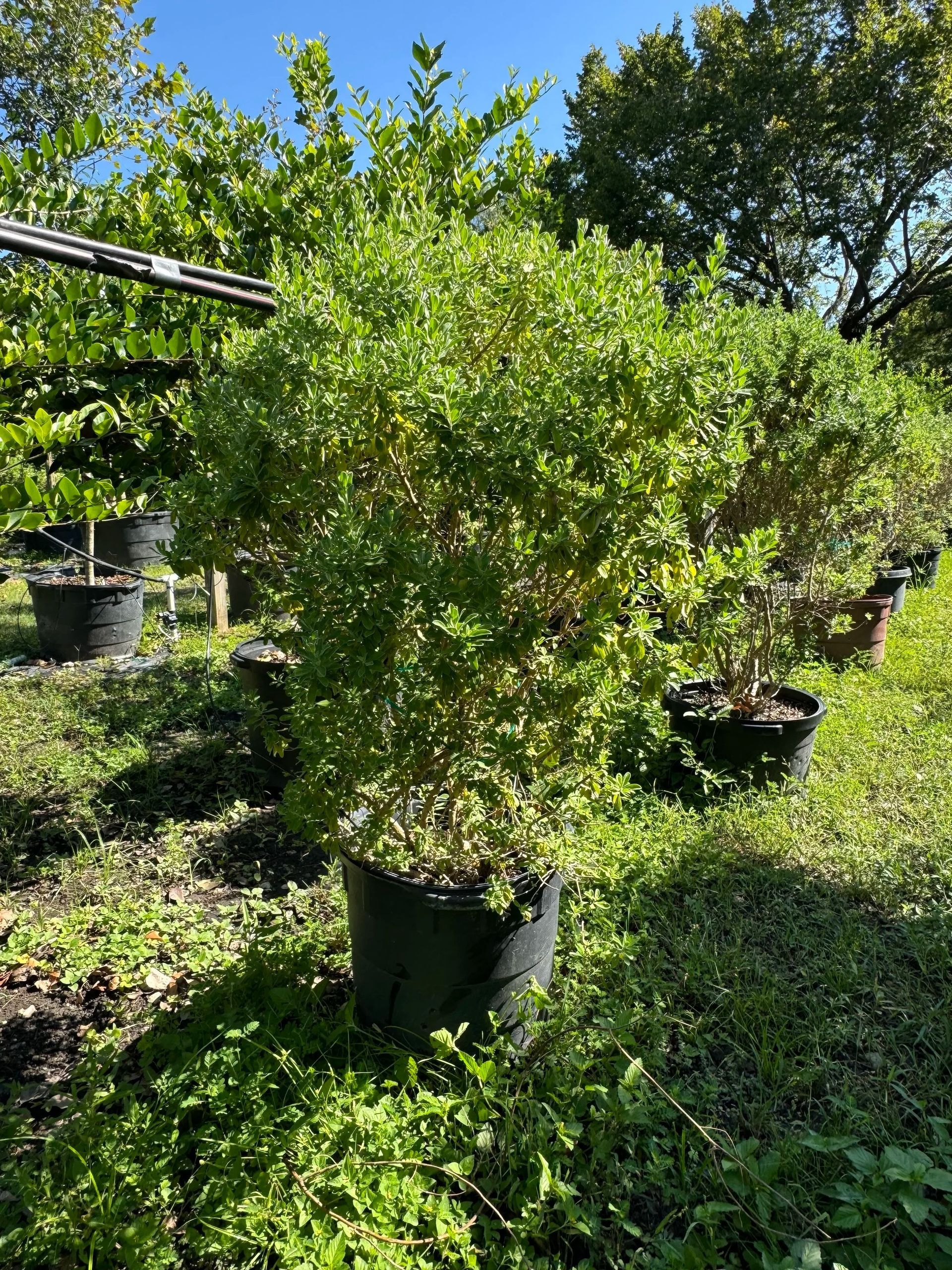 Potted green shrub outdoors in a nursery, surrounded by other plants and grass.
