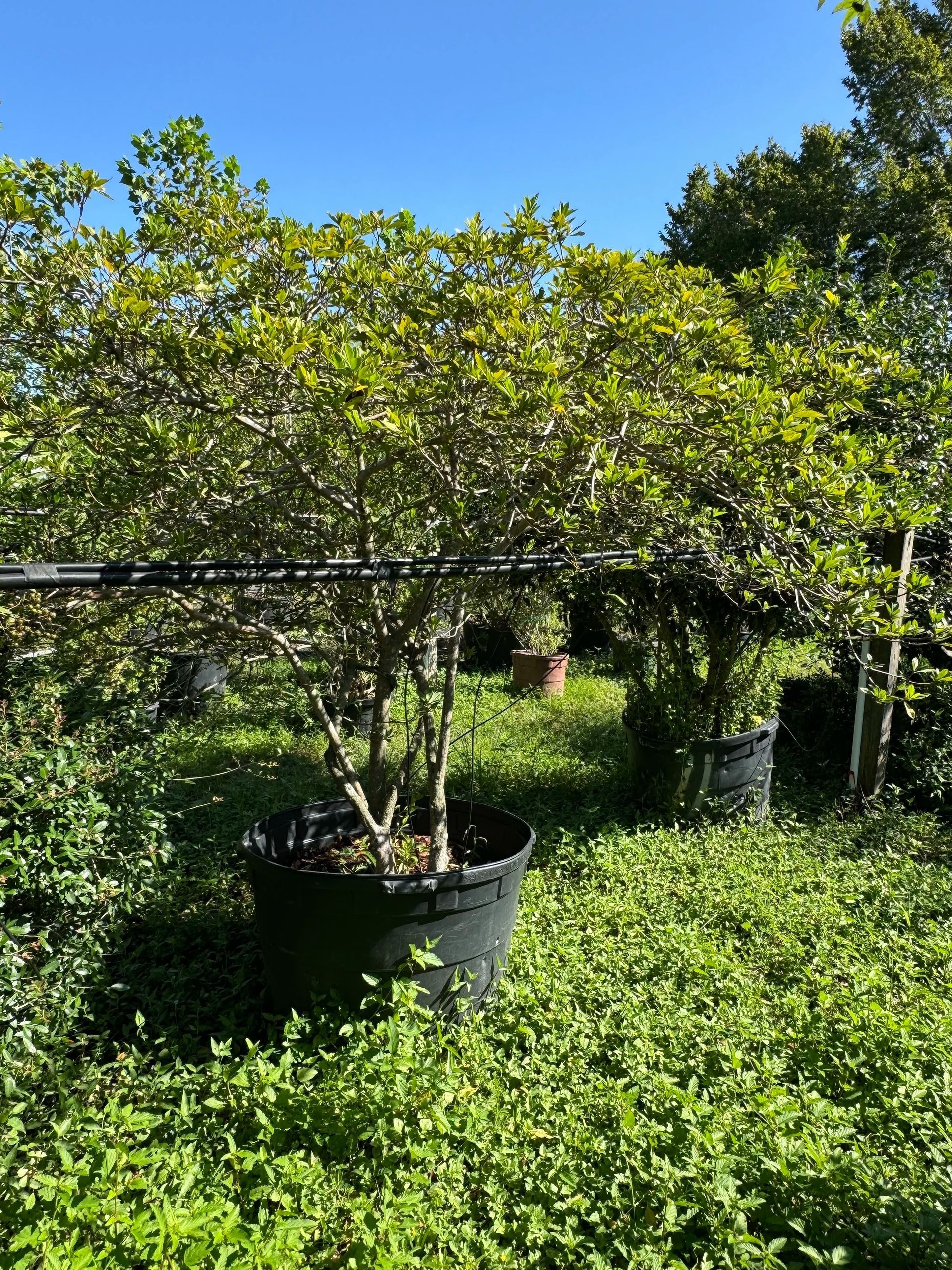 Potted shrub with yellow-green foliage in a sunny outdoor nursery surrounded by grass and trees