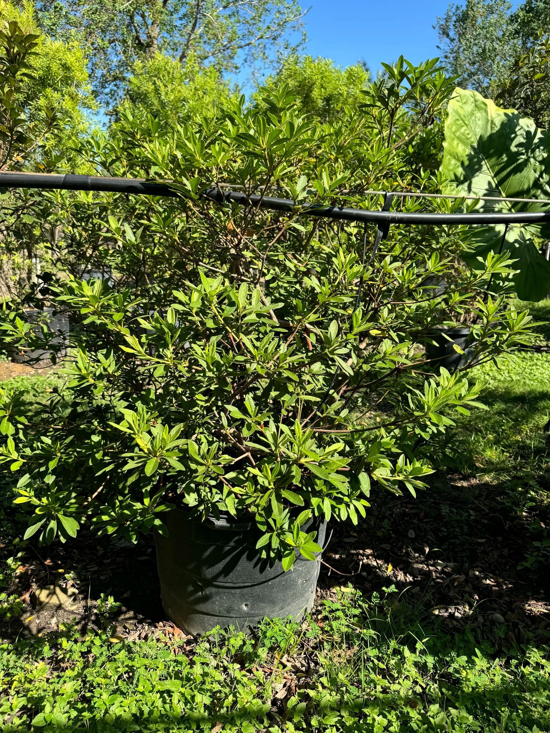 Bushy potted shrub with green leaves in a sunny garden