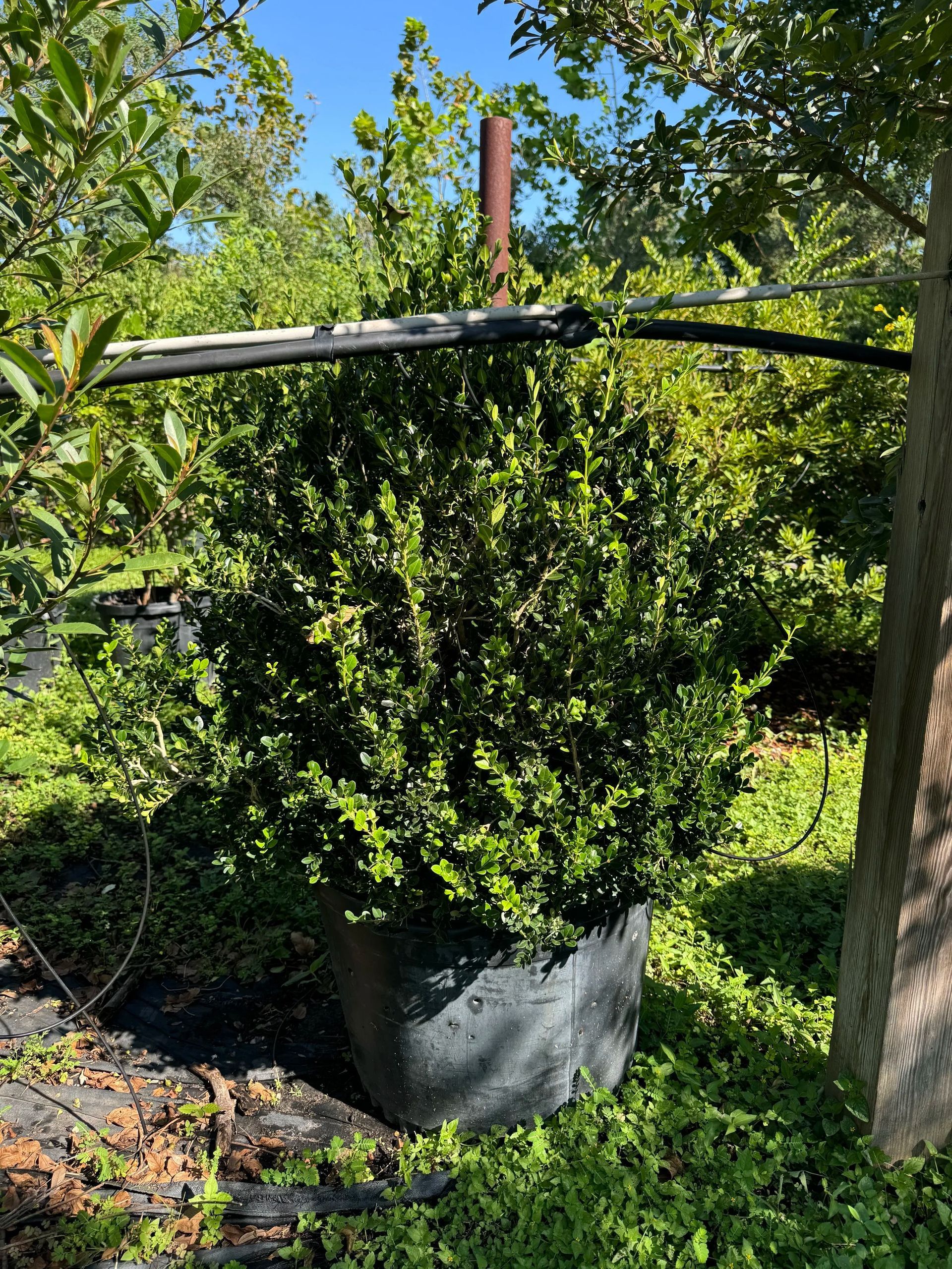 Large potted shrub in a garden, with a black irrigation hose stretched across the top.