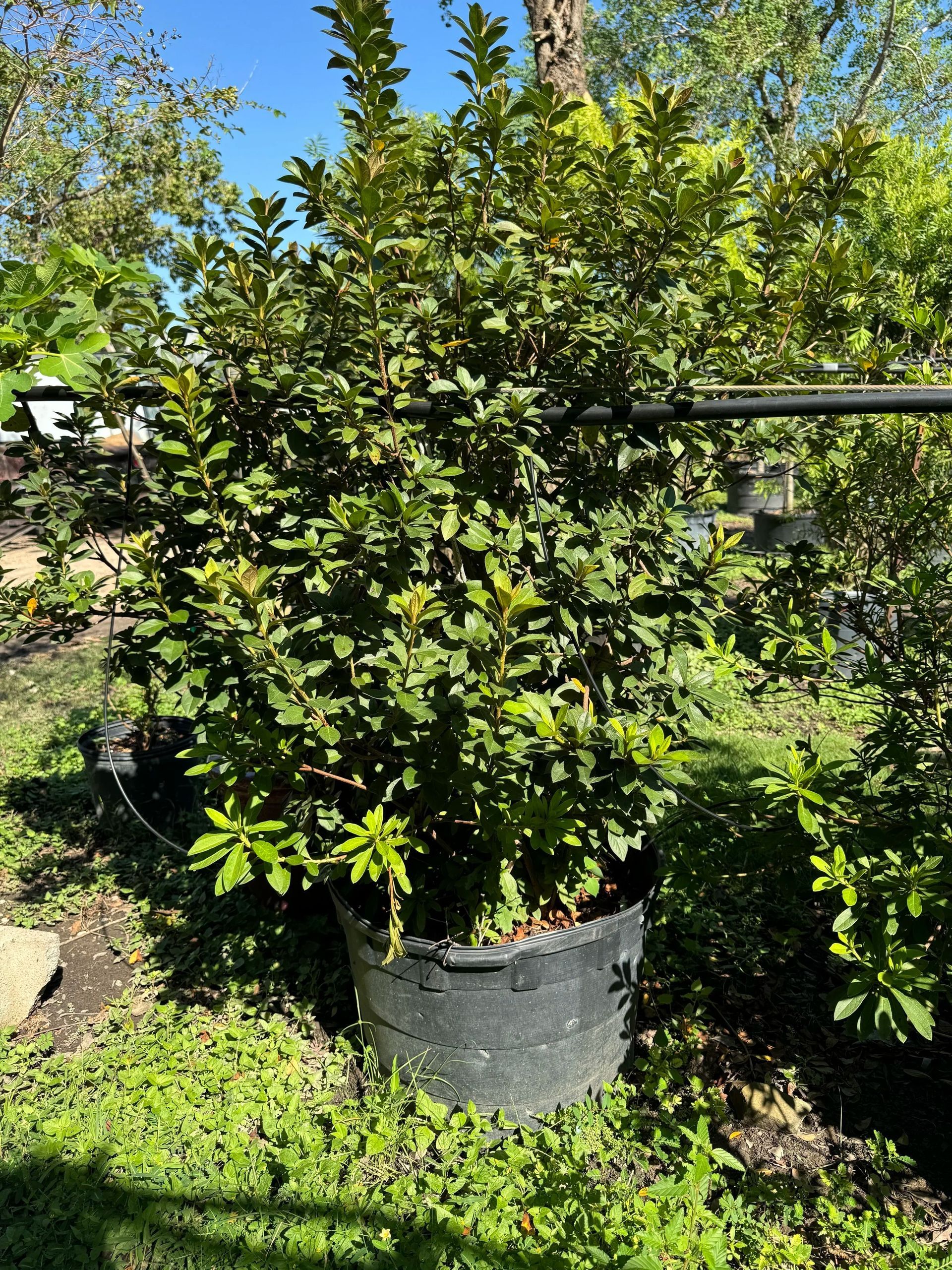 Potted leafy green shrub in a garden, with bright sunlight and grass around it