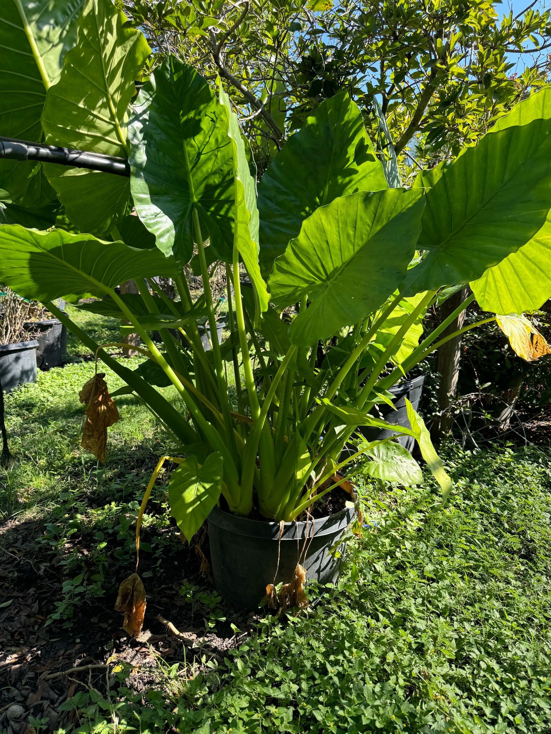 Large green tropical plant in a black pot growing in a sunny garden.