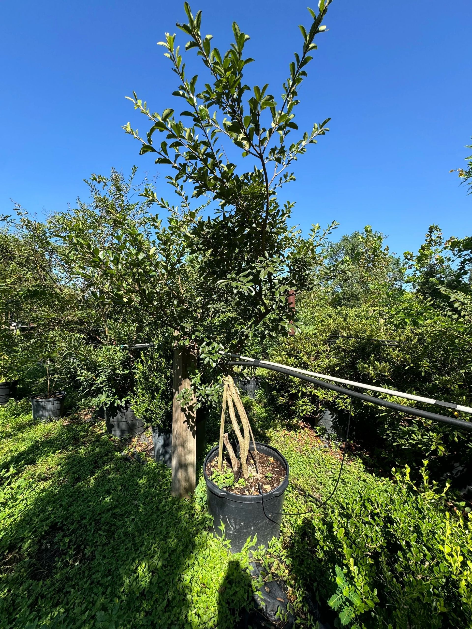 Potted young tree in a nursery row, with green foliage under a clear blue sky