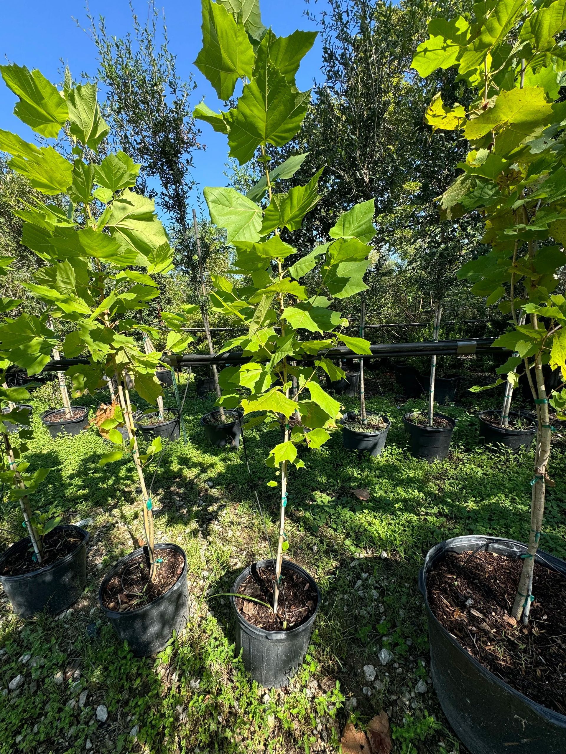 Potted young trees in a sunny garden nursery with lush green leaves and a blue sky.