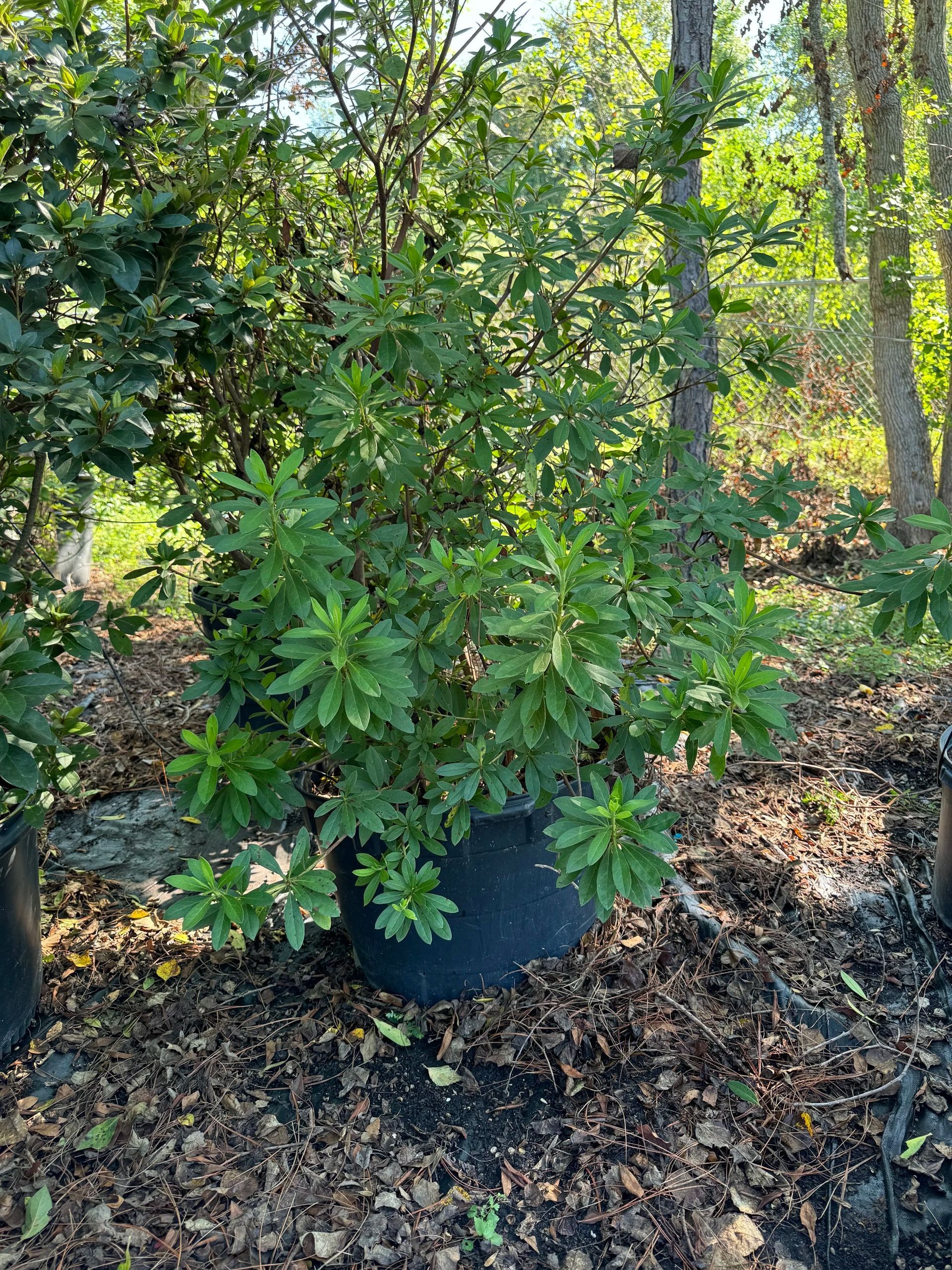 Potted green shrub in a nursery or garden setting, surrounded by other plants and mulch.