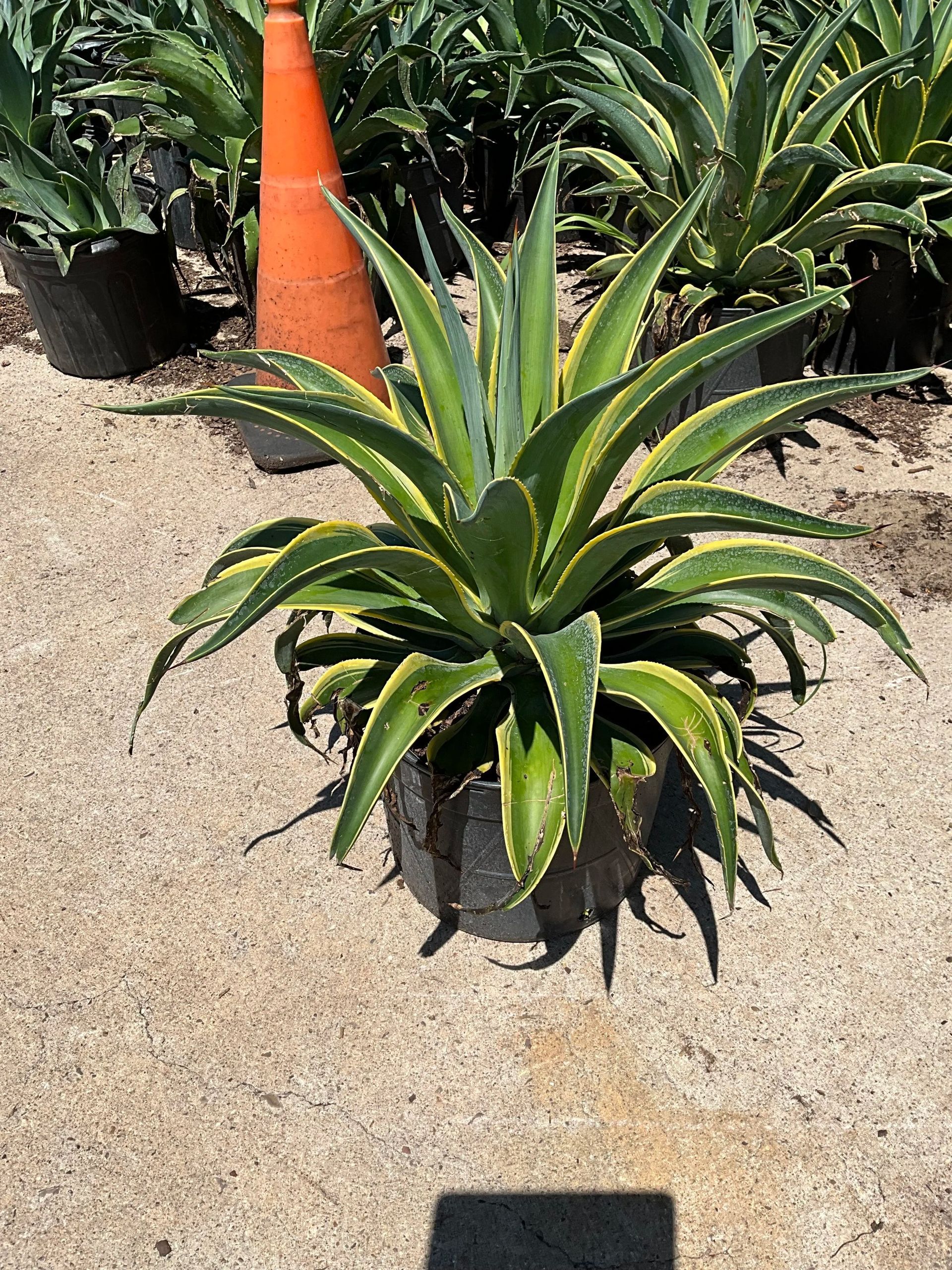 Potted agave plant in sandy outdoor nursery, with an orange traffic cone behind it.
