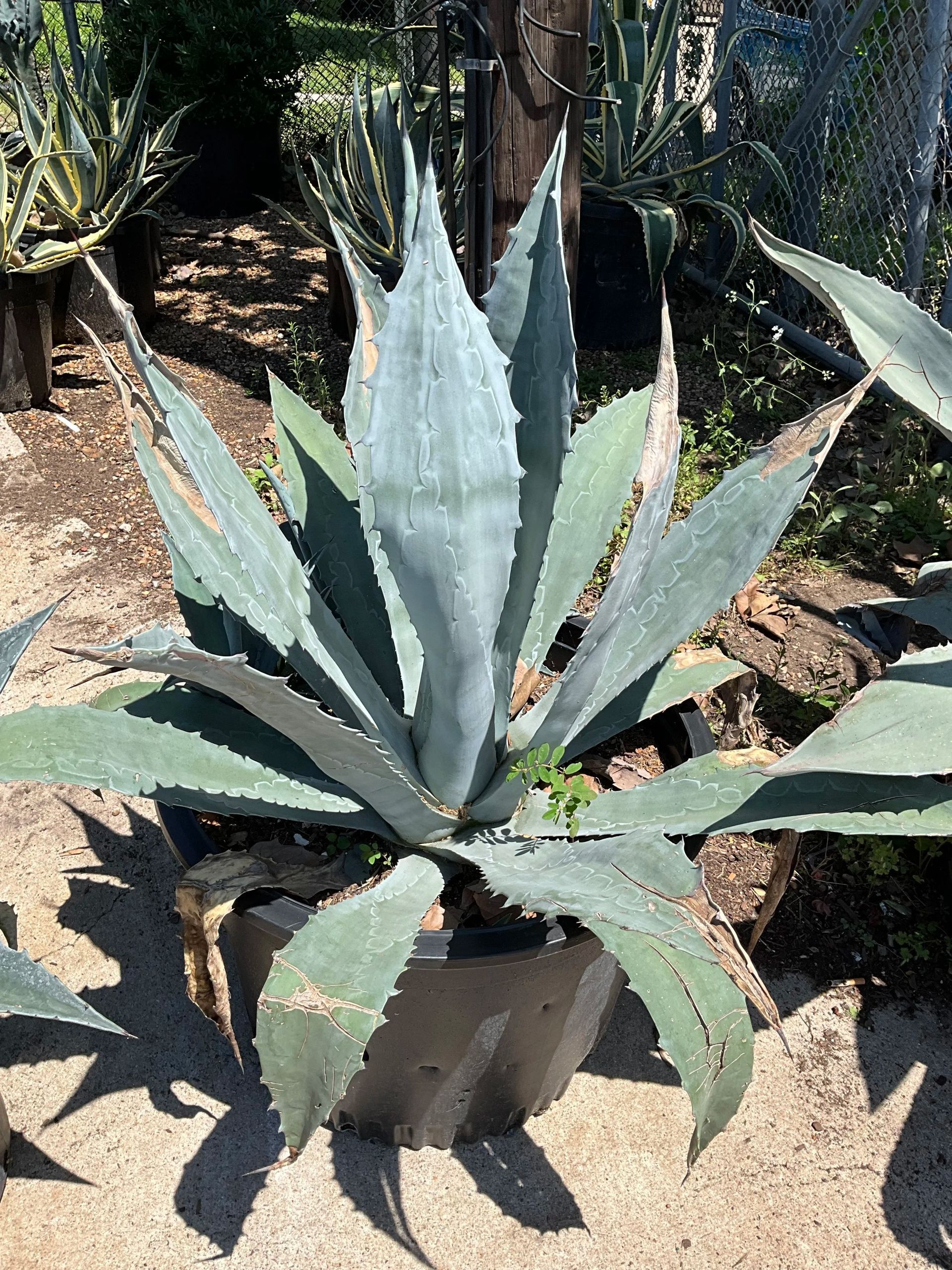 Blue-green agave plant in a pot, growing outdoors in a sunny garden.
