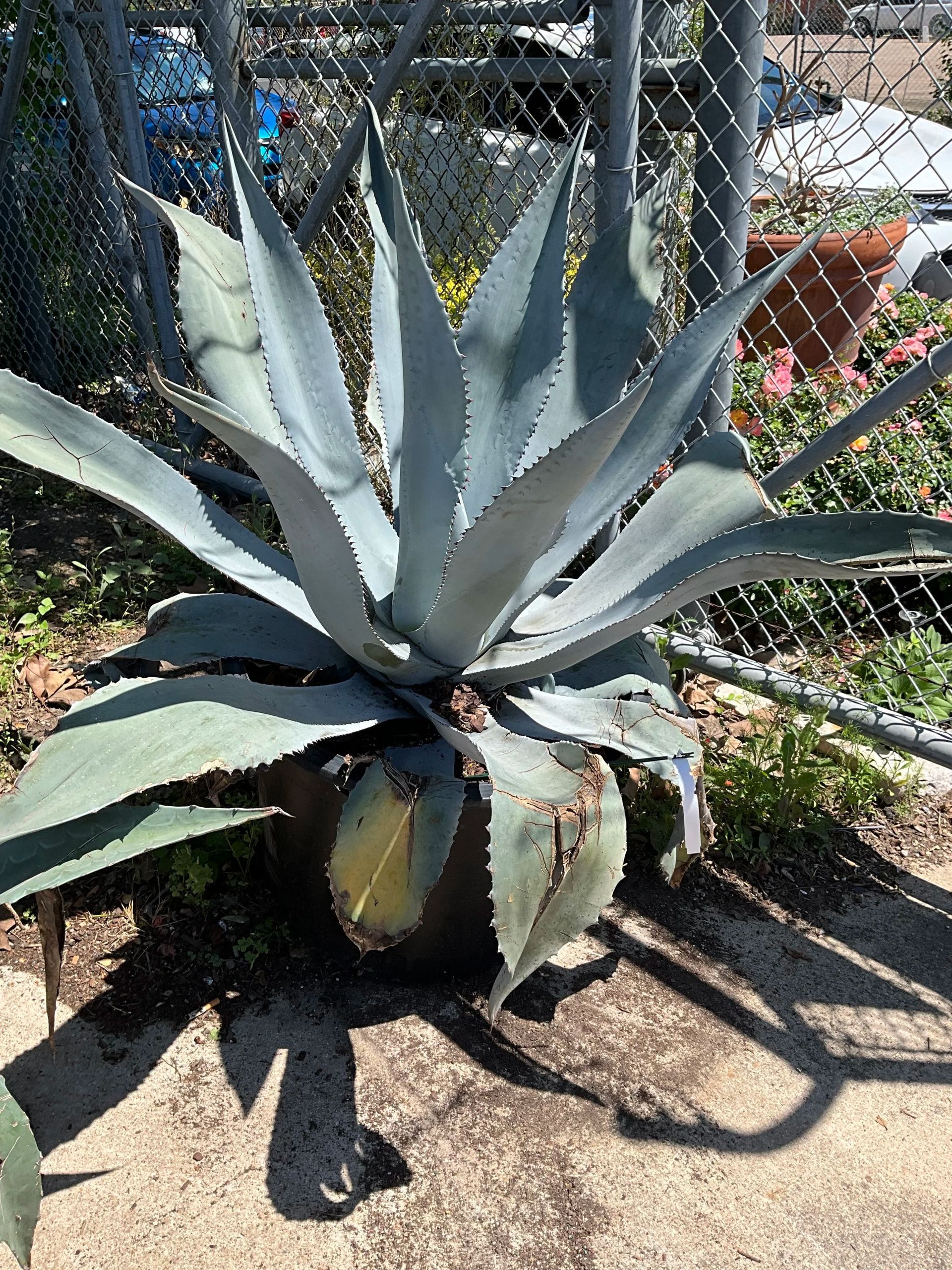 Large blue-green agave plant beside a chain-link fence in a sunny garden bed