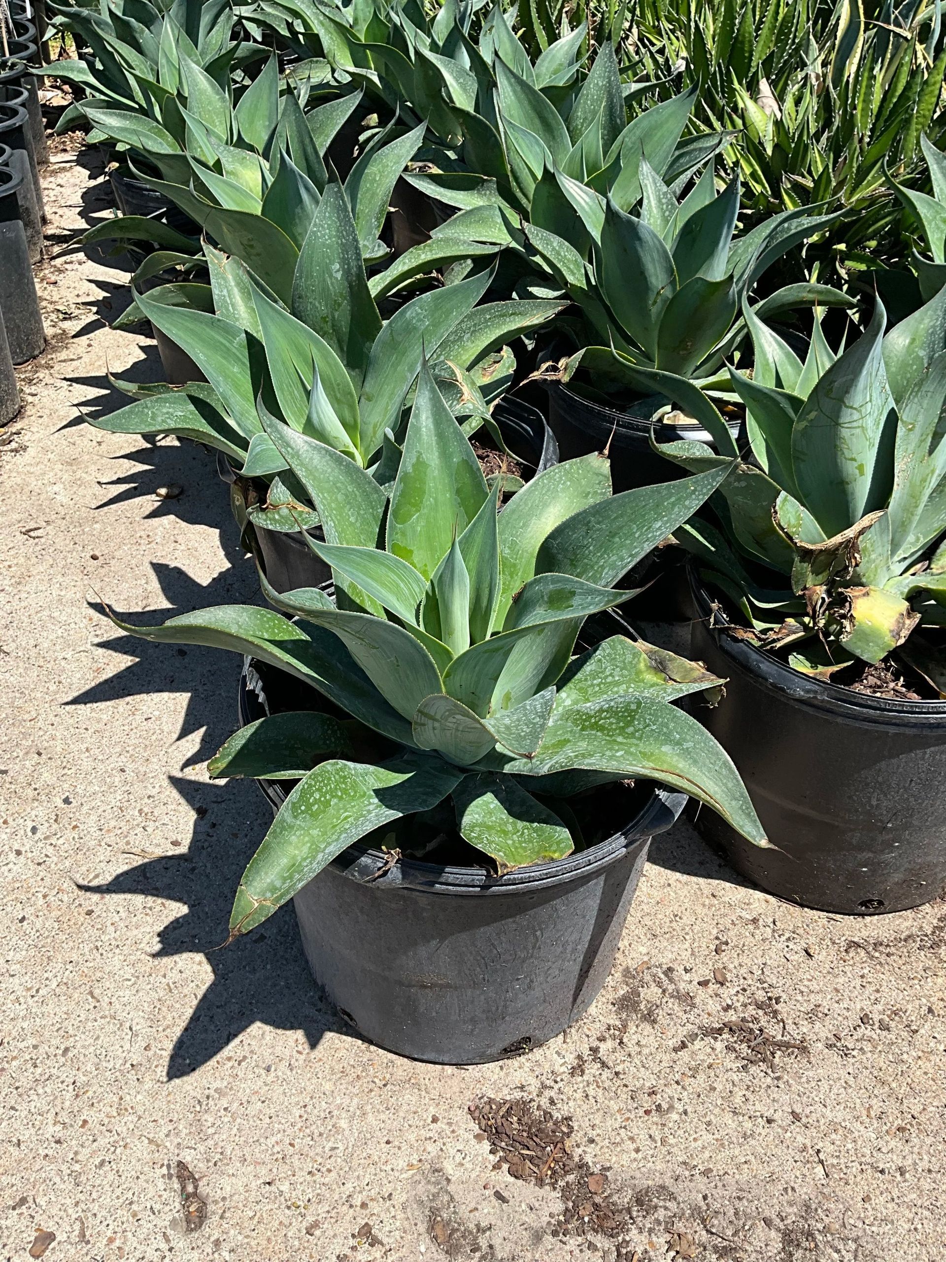 Potted agave plants arranged in rows on sandy ground outdoors