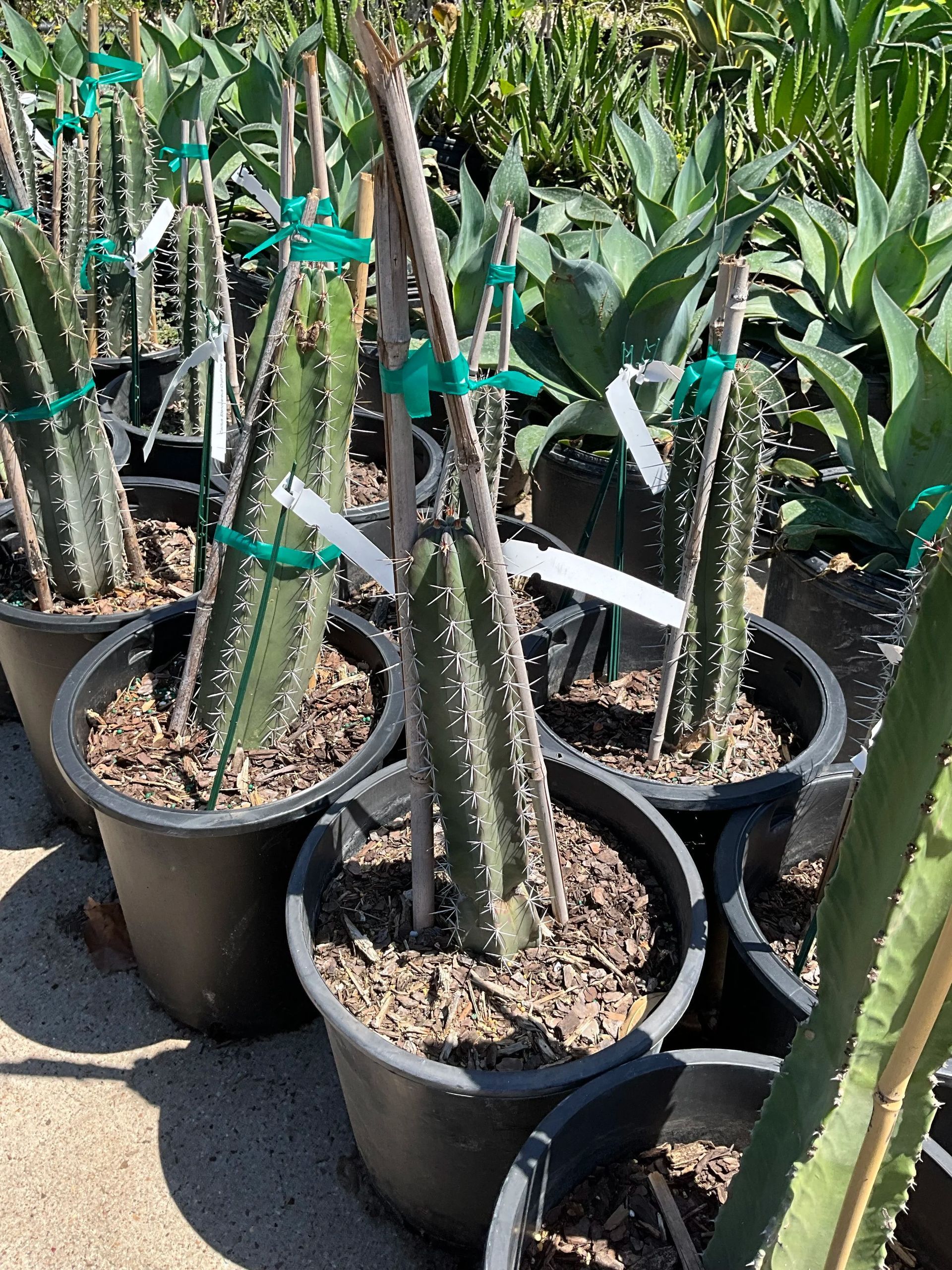Potted cactus plants with green support ties, arranged outdoors in a nursery.