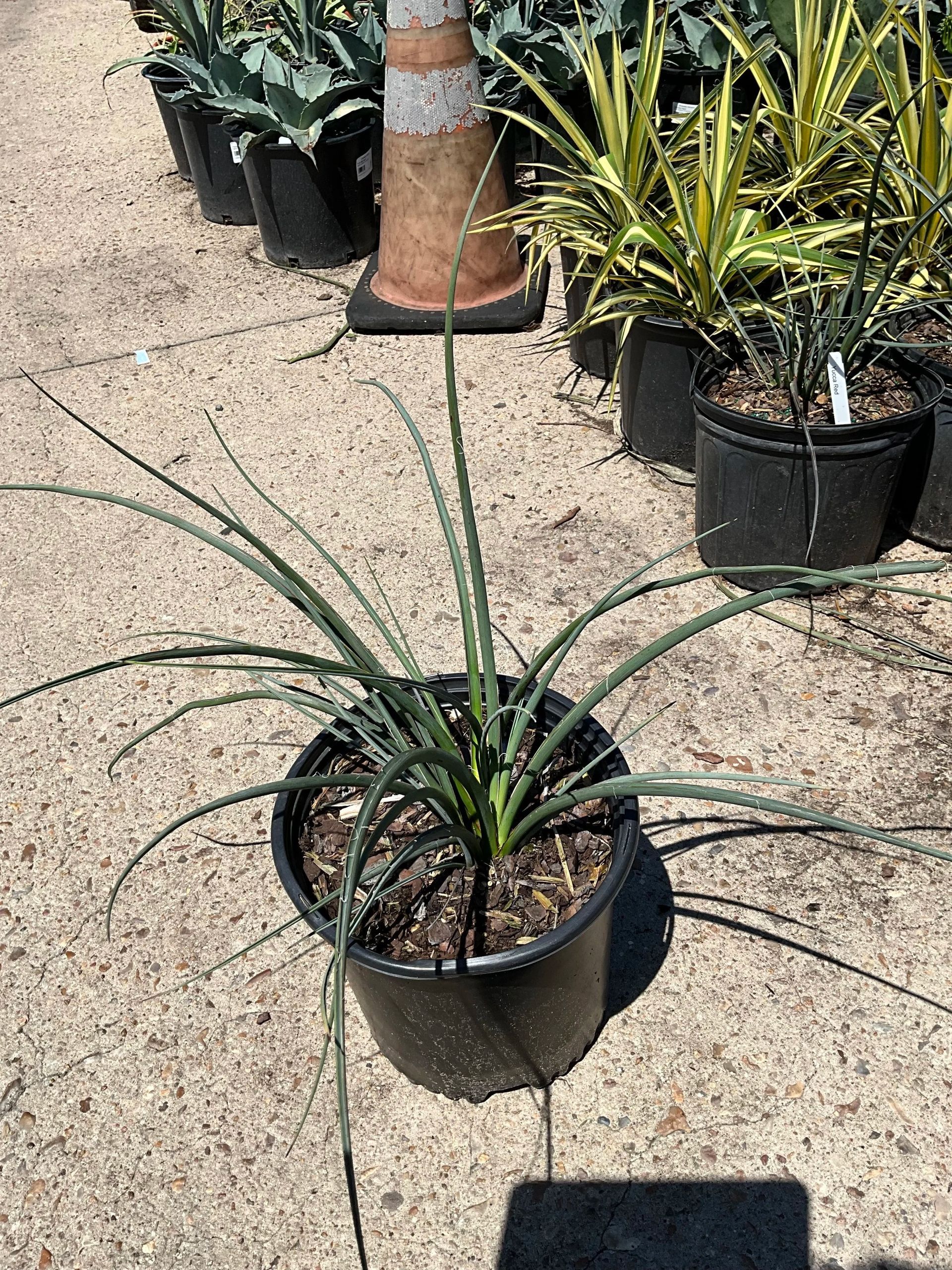 Potted spiky green plant on a concrete sidewalk among other nursery plants