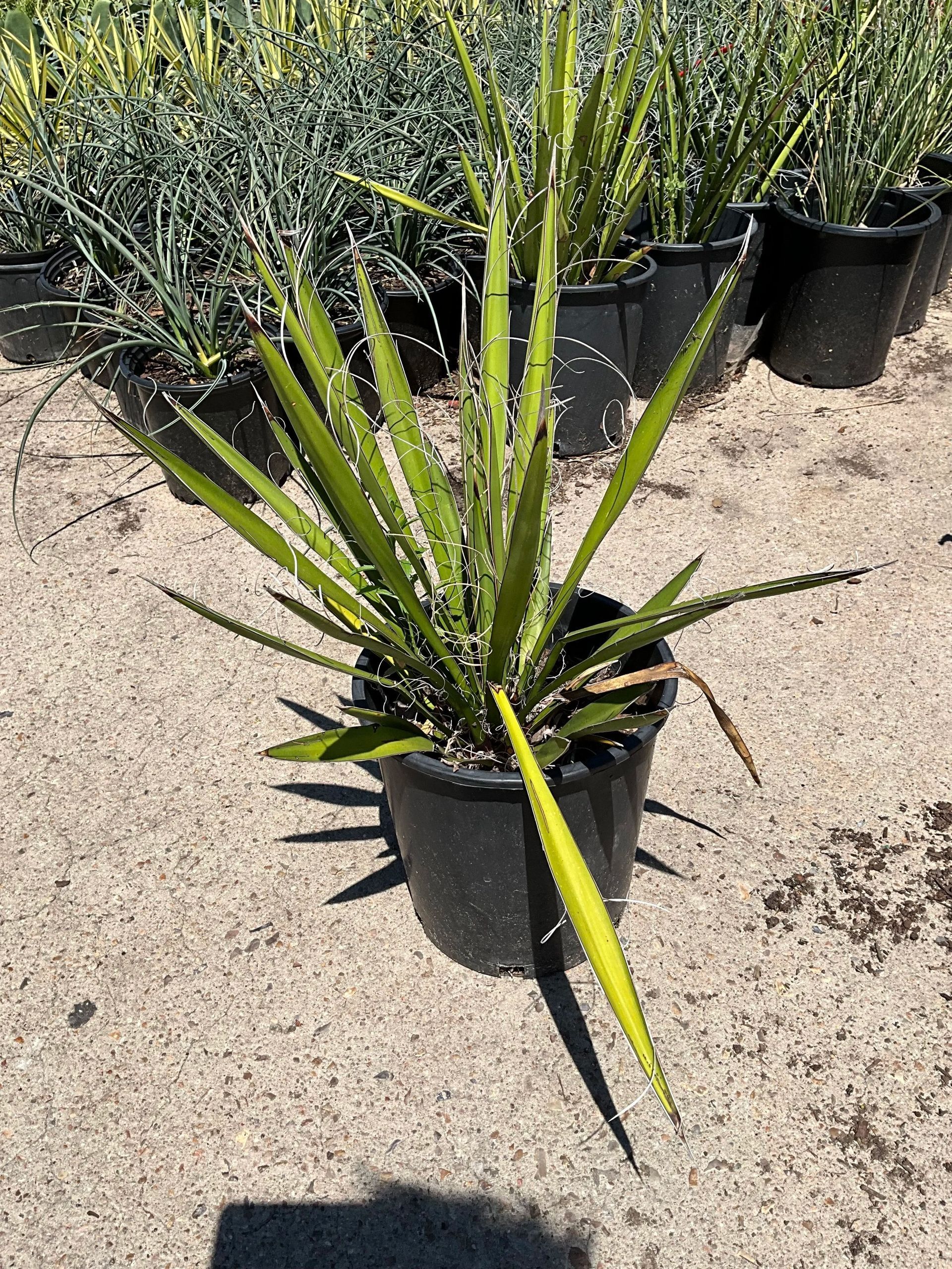 Potted spiky green succulent in a nursery, with rows of other plants in the background