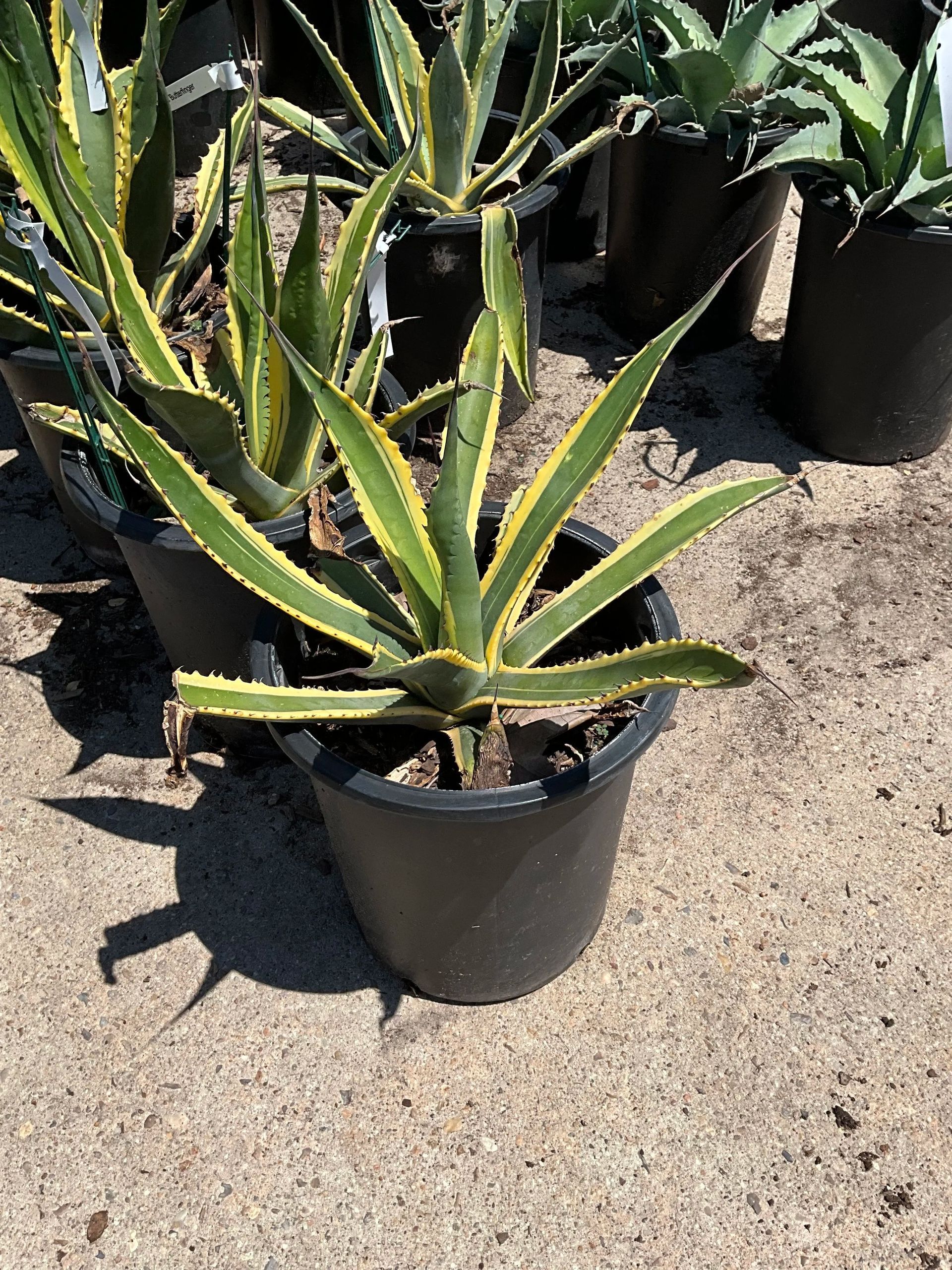 Potted spiky succulent plants in a nursery, with green leaves edged in yellow on sunlit concrete