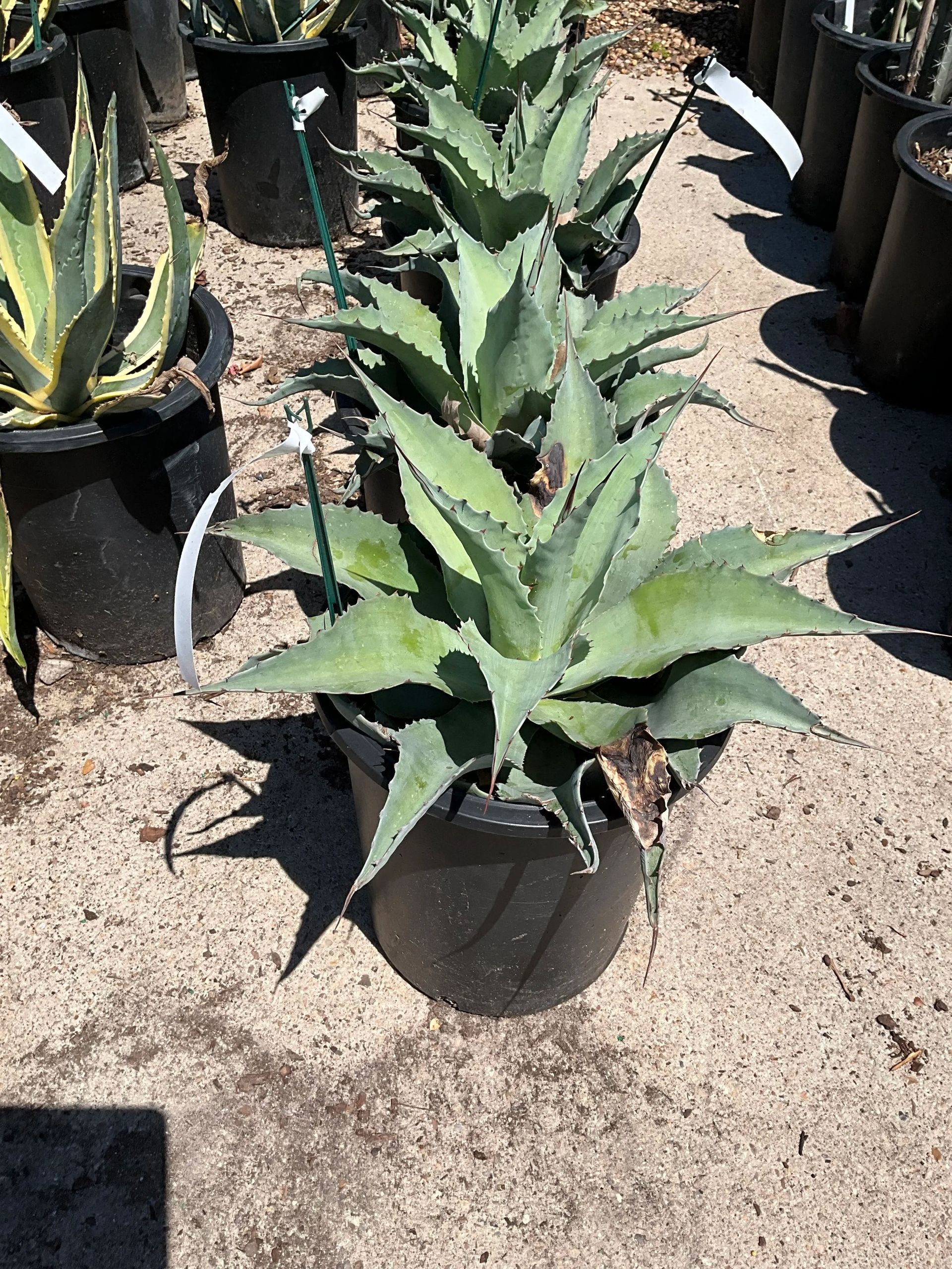Potted green succulent plants arranged outdoors on sandy ground