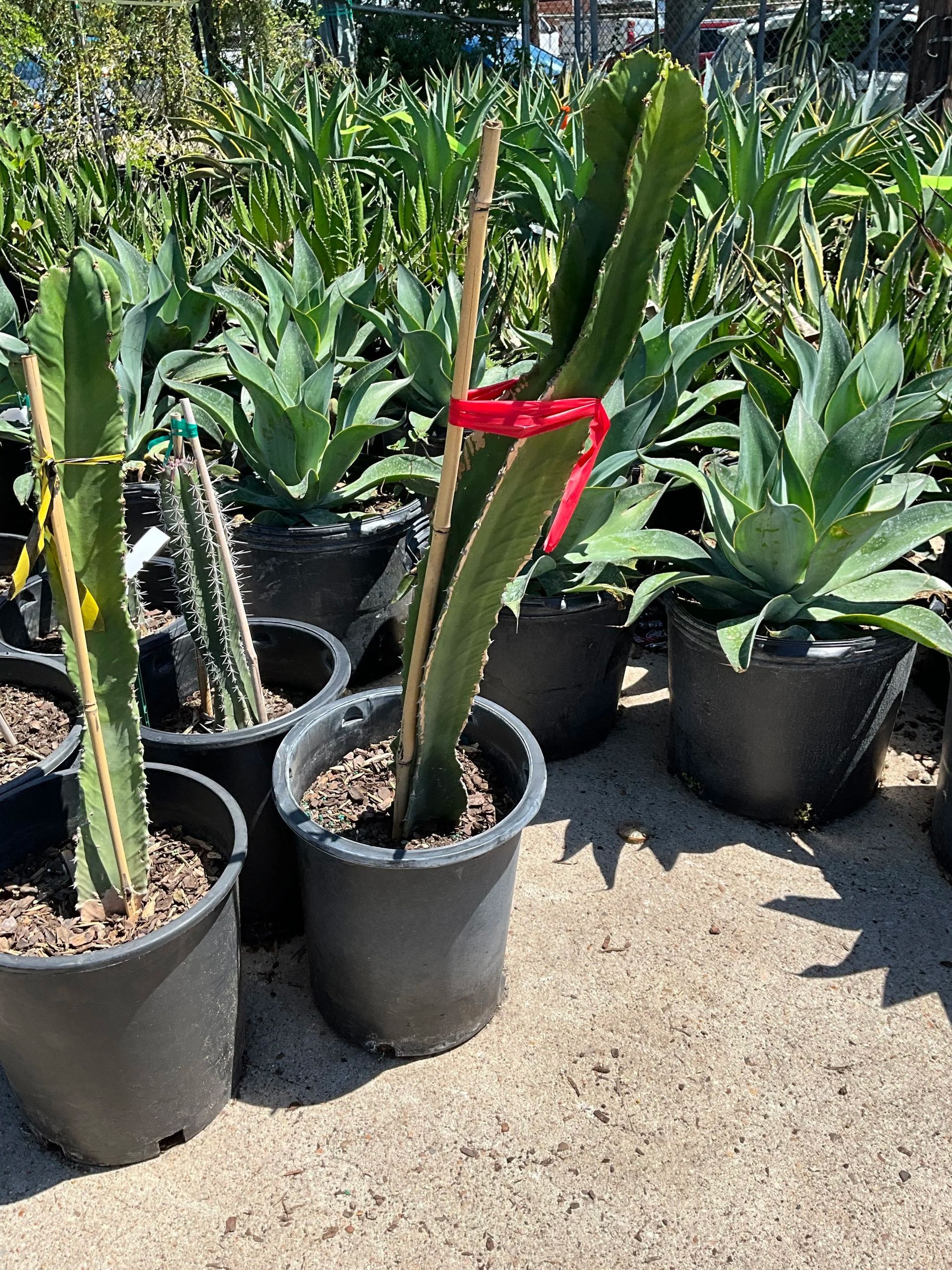 Rows of potted succulent plants in a nursery, with one cactus marked by a red ribbon
