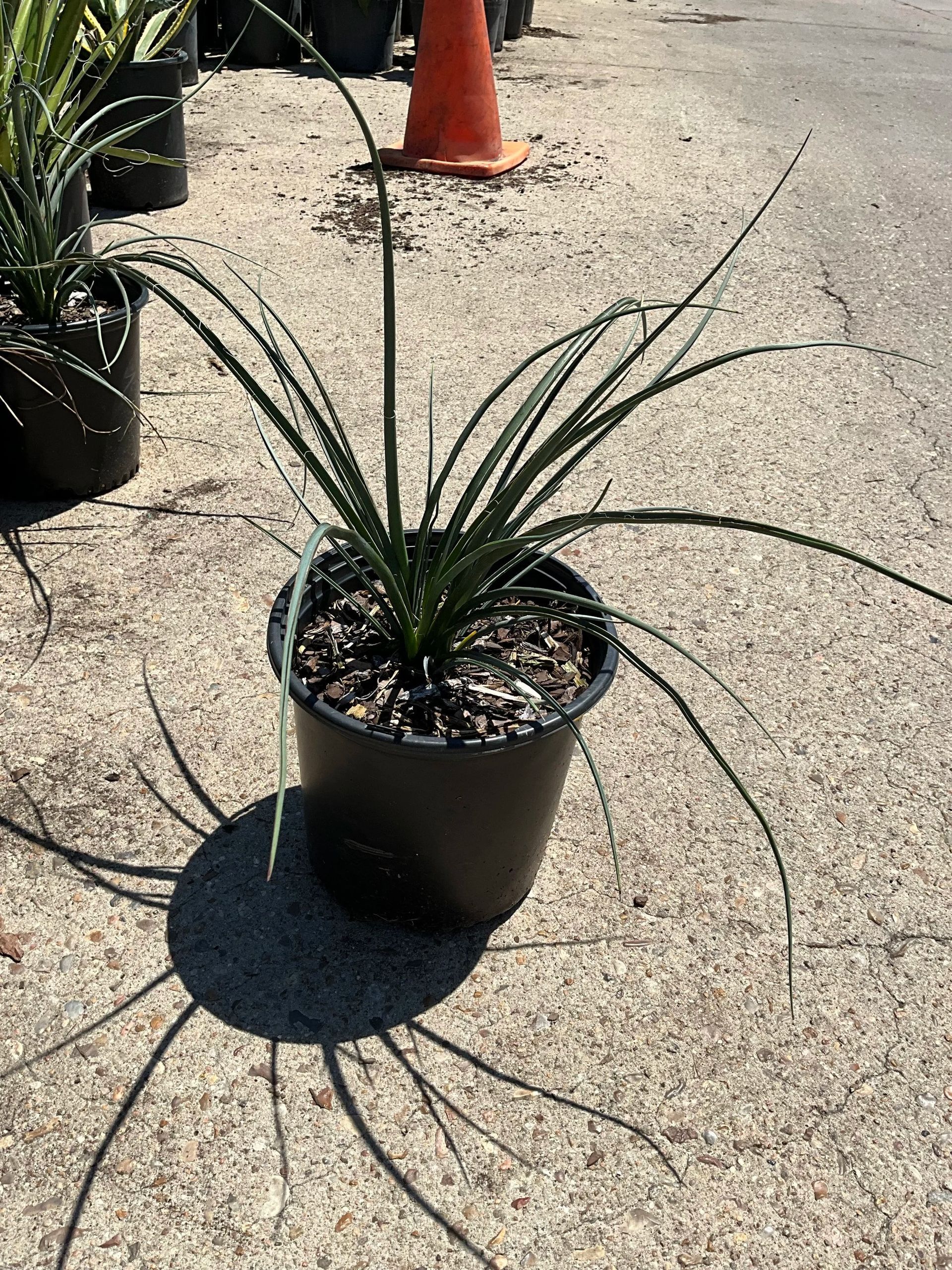 Potted spiky green plant on gravel in bright sunlight, with an orange traffic cone in the background