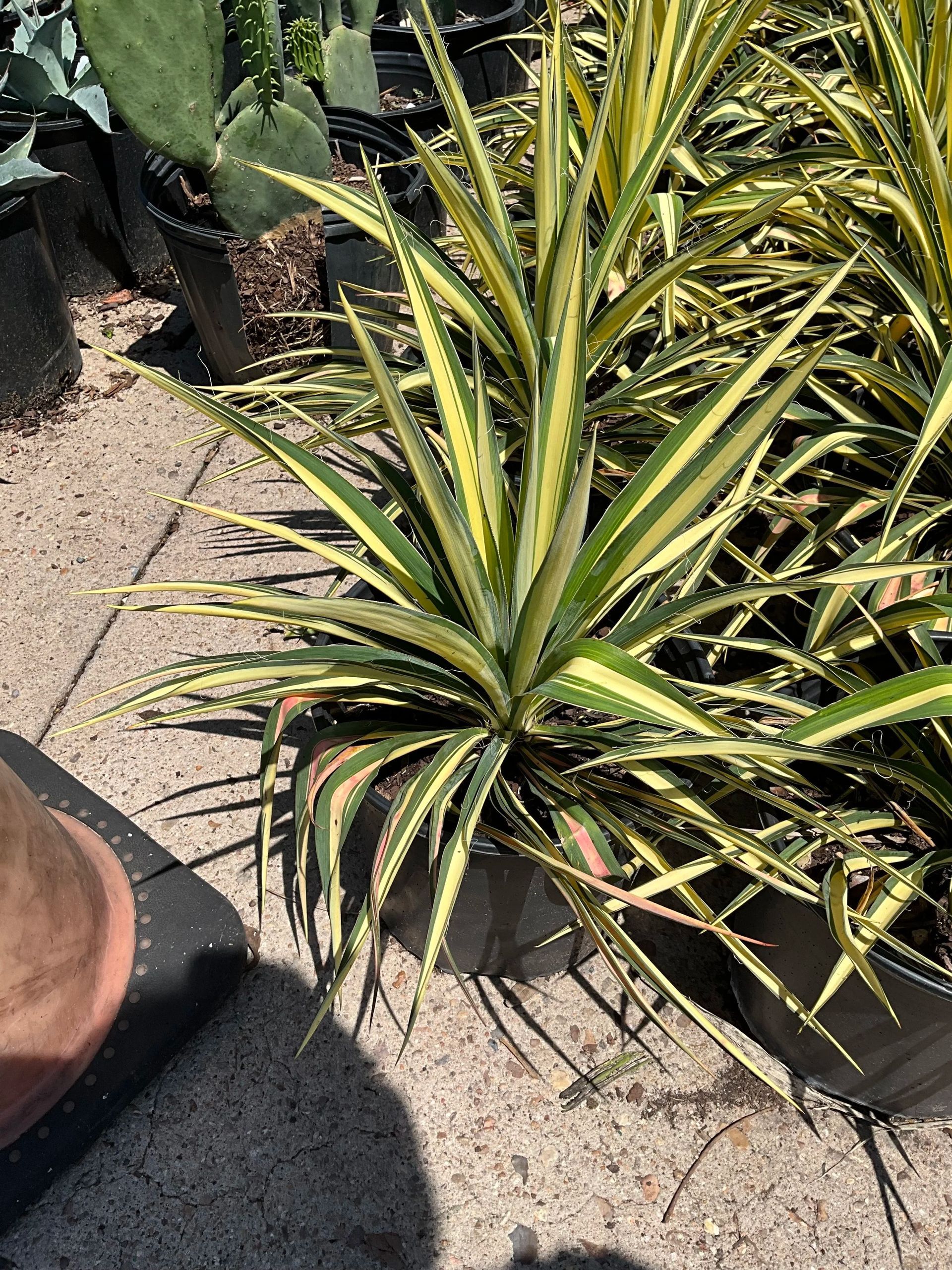Potted variegated spiky plants on a sunlit outdoor walkway