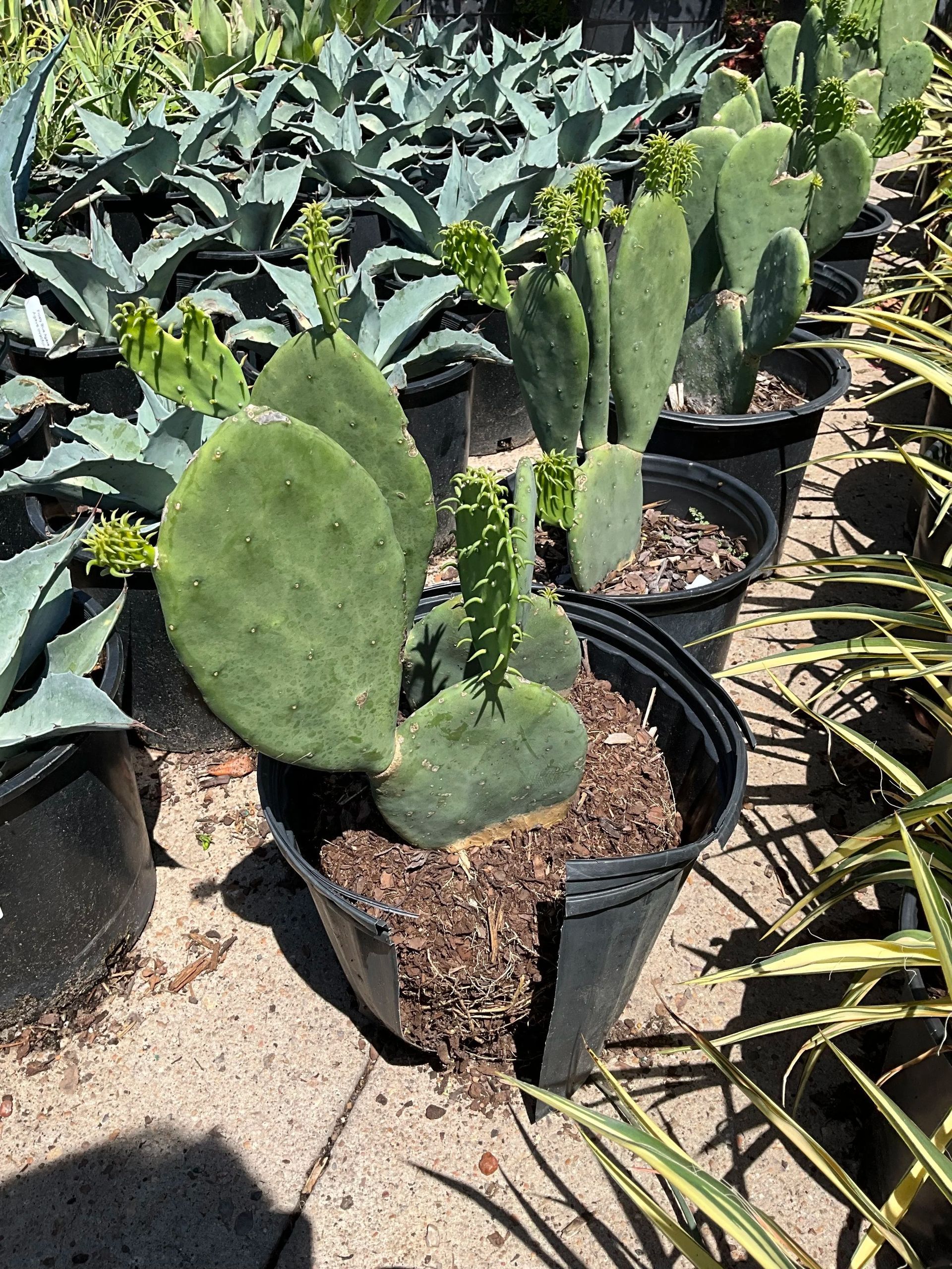 Potted cacti and succulents arranged in rows outdoors at a nursery