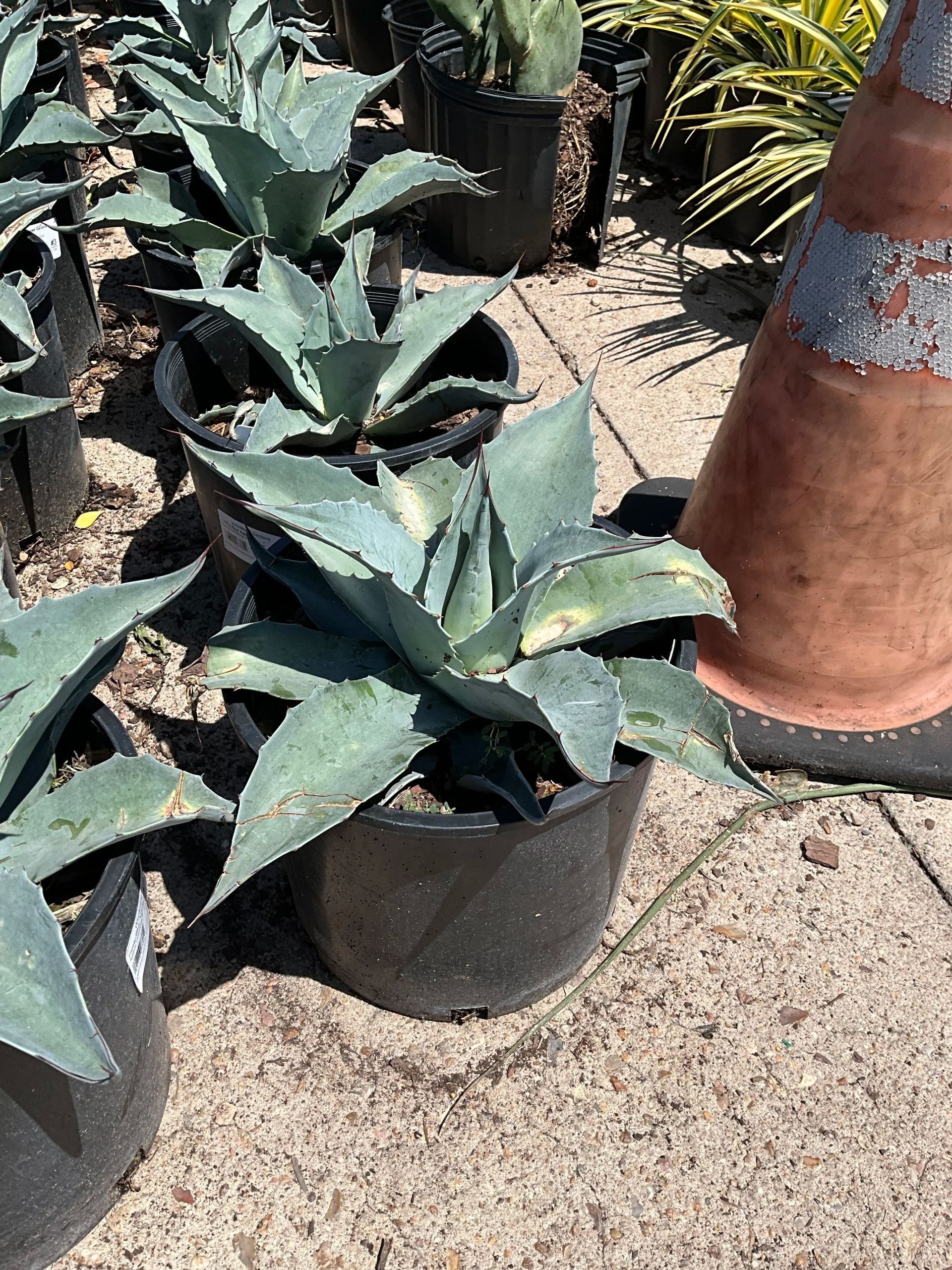 Potted agave plants on a sunlit patio beside a decorative terracotta urn