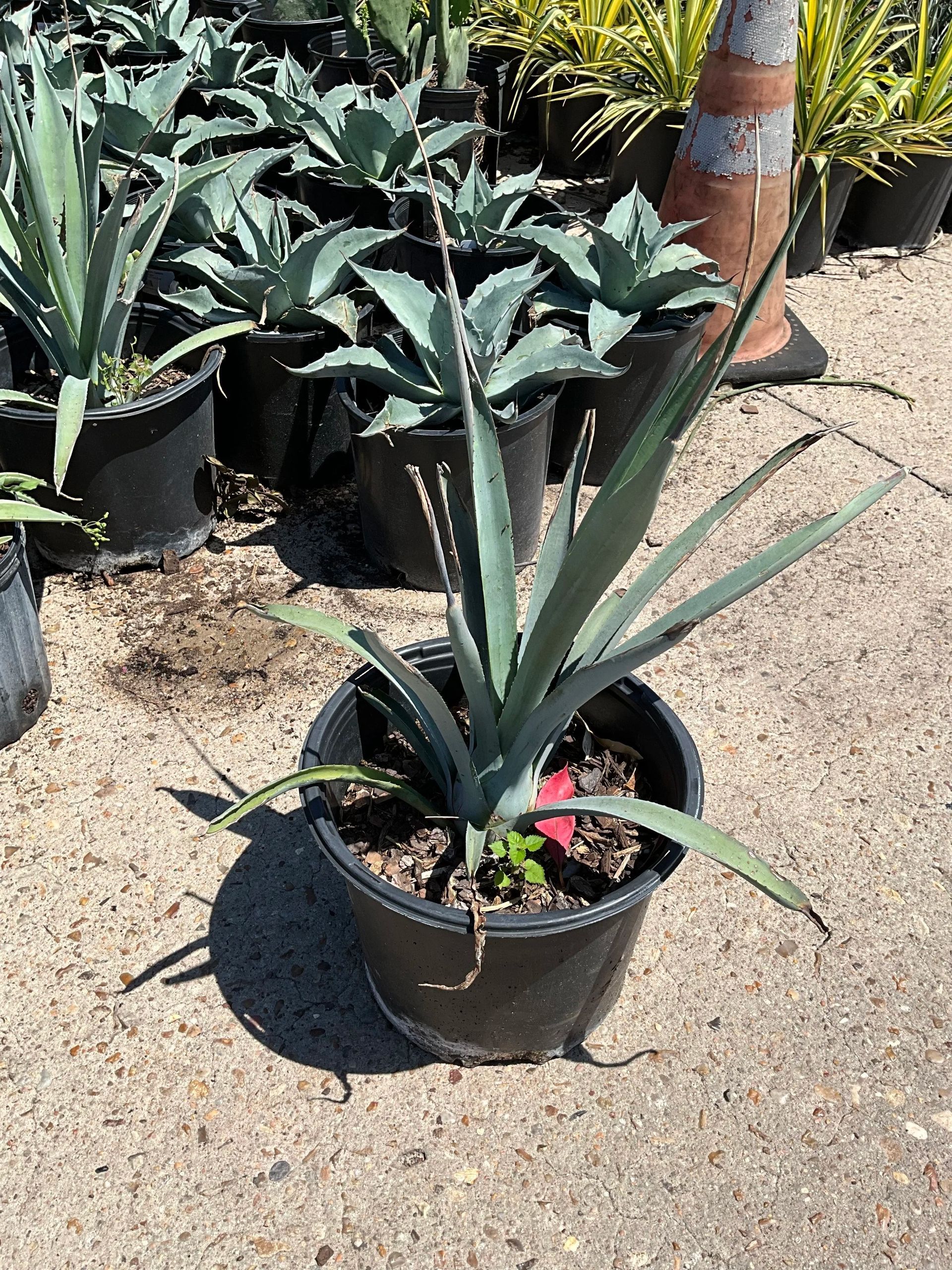 Potted succulent with long spiky leaves in a nursery, surrounded by other potted plants.