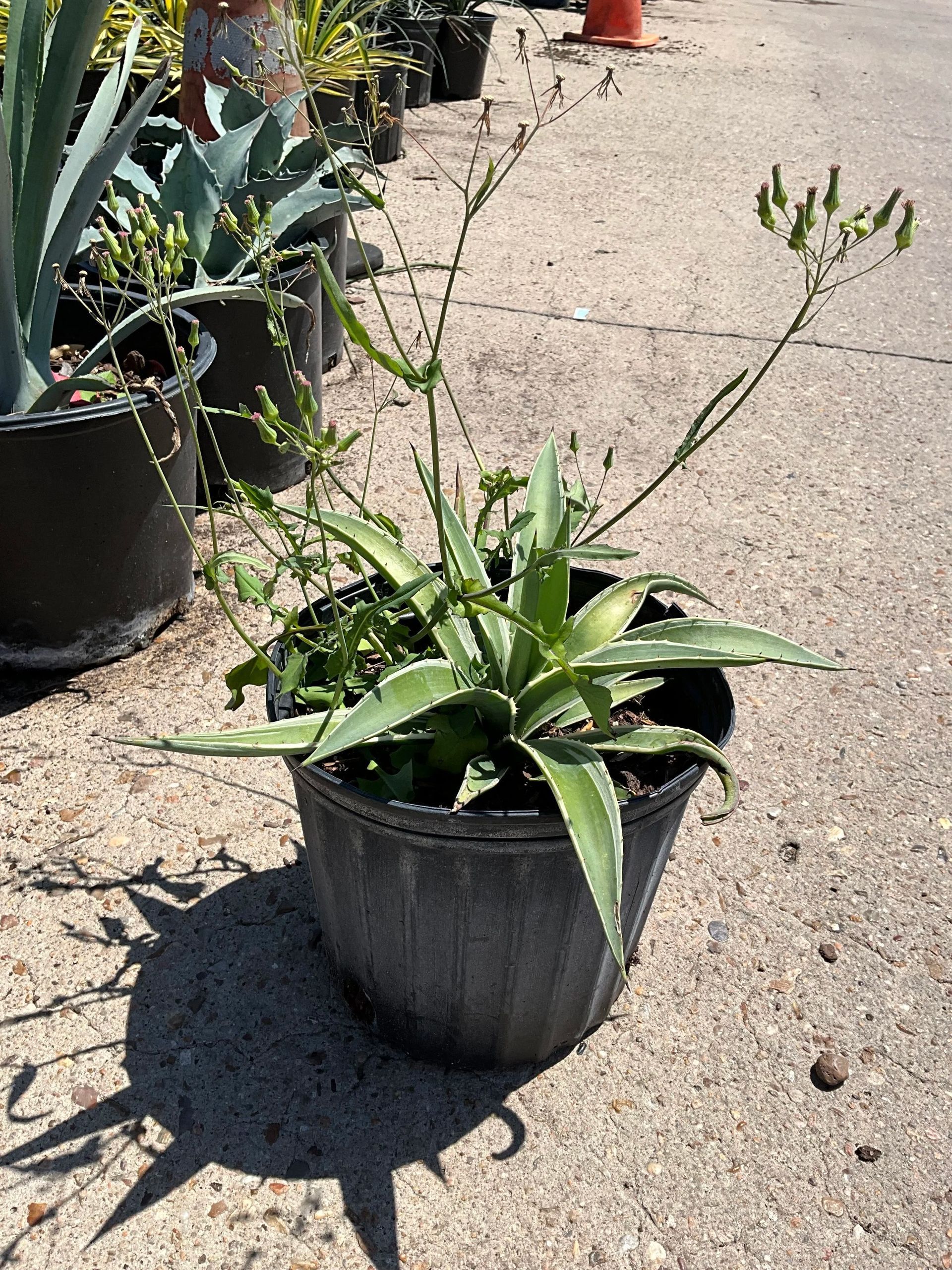 Potted aloe plant with a tall flower stalk on a sunlit concrete patio