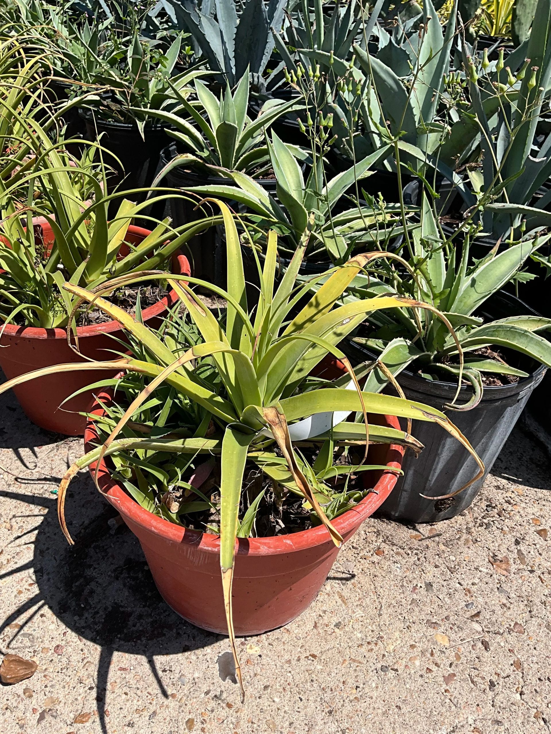 Potted aloe plants with green, spiky leaves in a sunny outdoor nursery