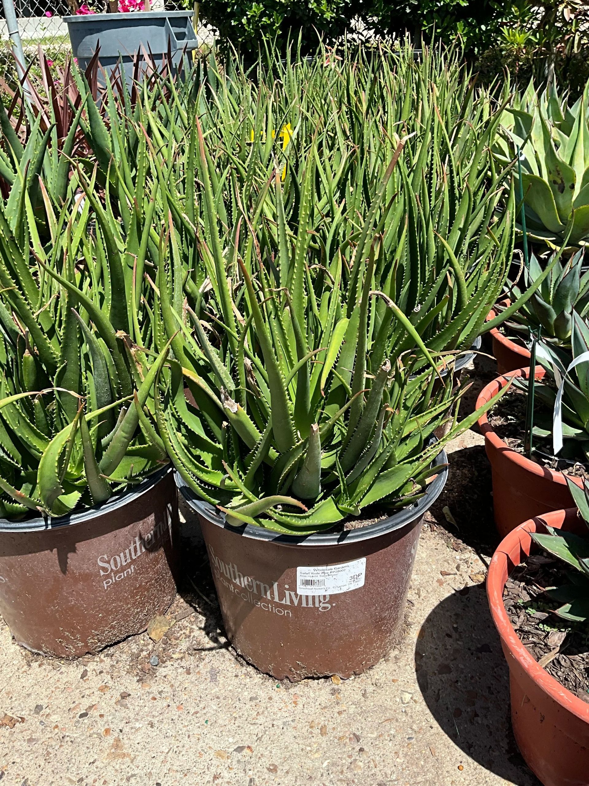 Potted aloe vera plants in a garden center, with tall green leaves in brown and terracotta pots.