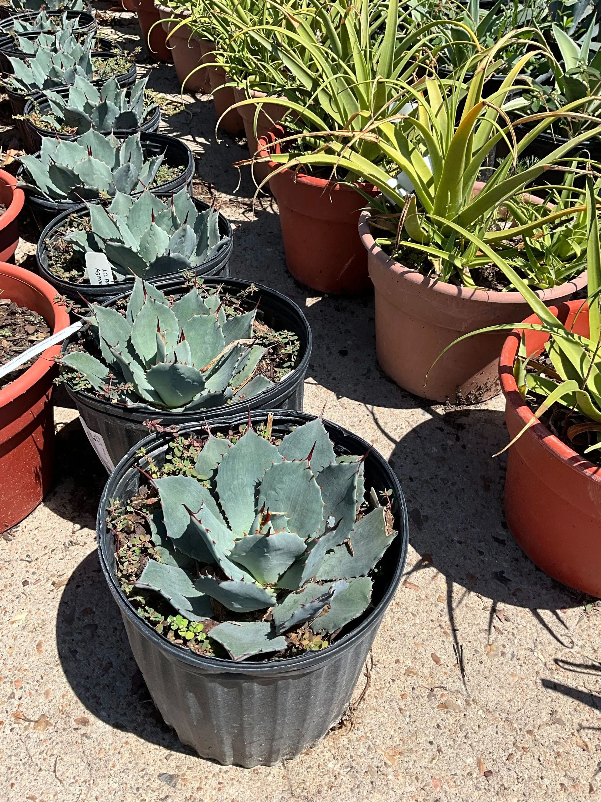 Potted succulents in a sunny outdoor nursery, including blue-green agave and aloe plants.
