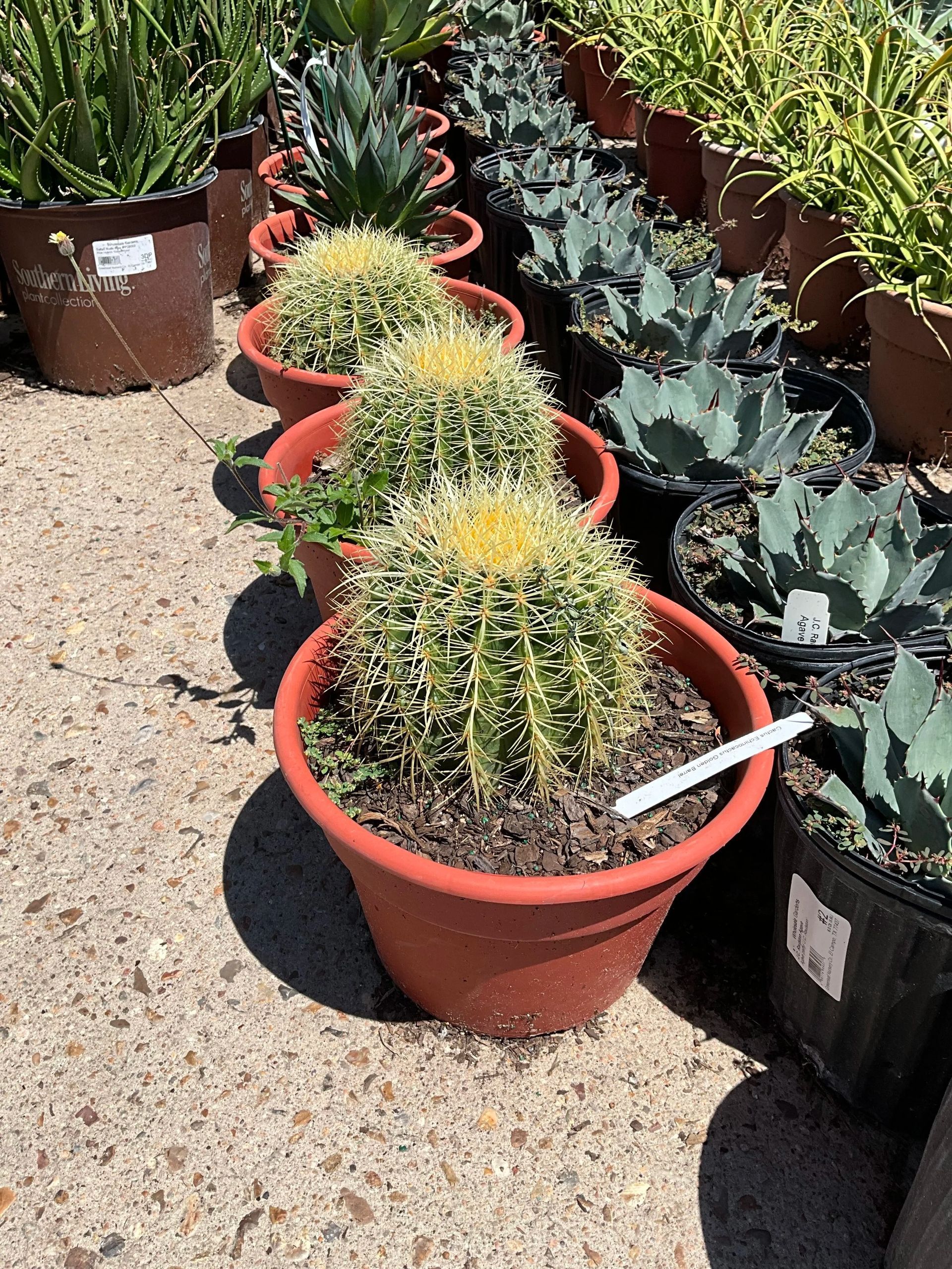 Potted cacti and succulents arranged in rows at a nursery, including a spiky round cactus in the foreground