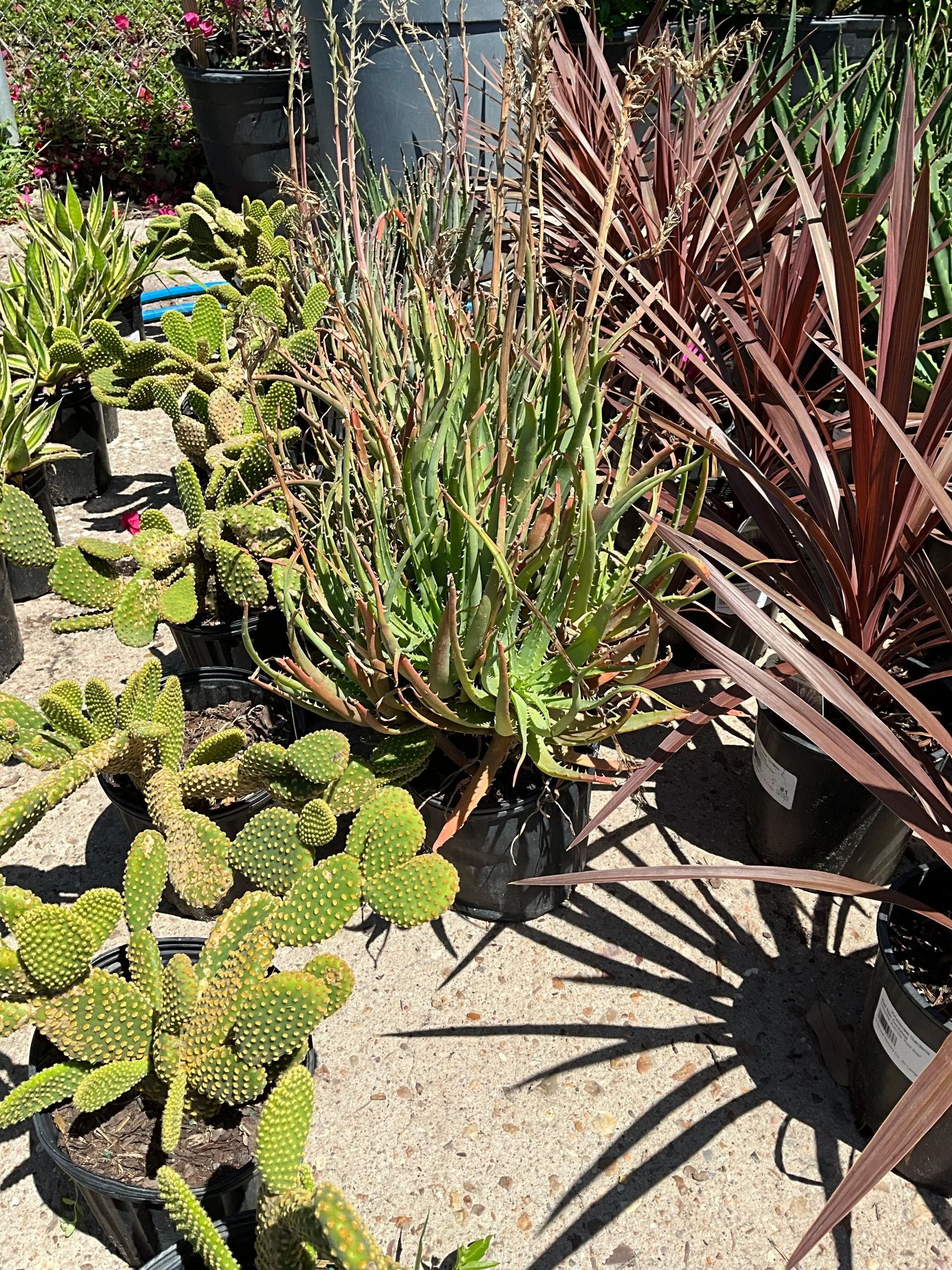 Sunlit potted succulents and spiky red plants in a garden bed with gravel