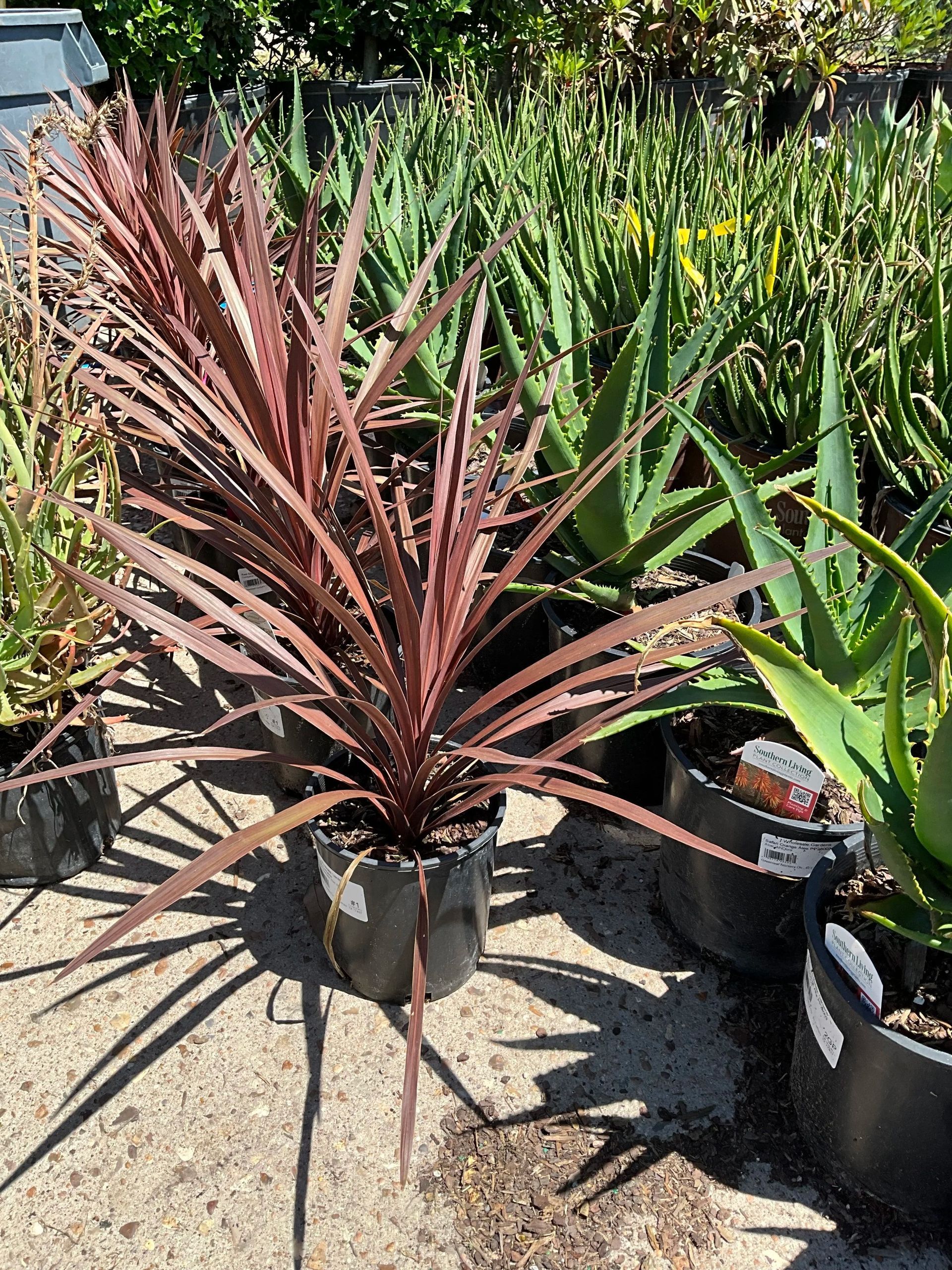 Potted burgundy spiky ornamental plant in a nursery among other green plants