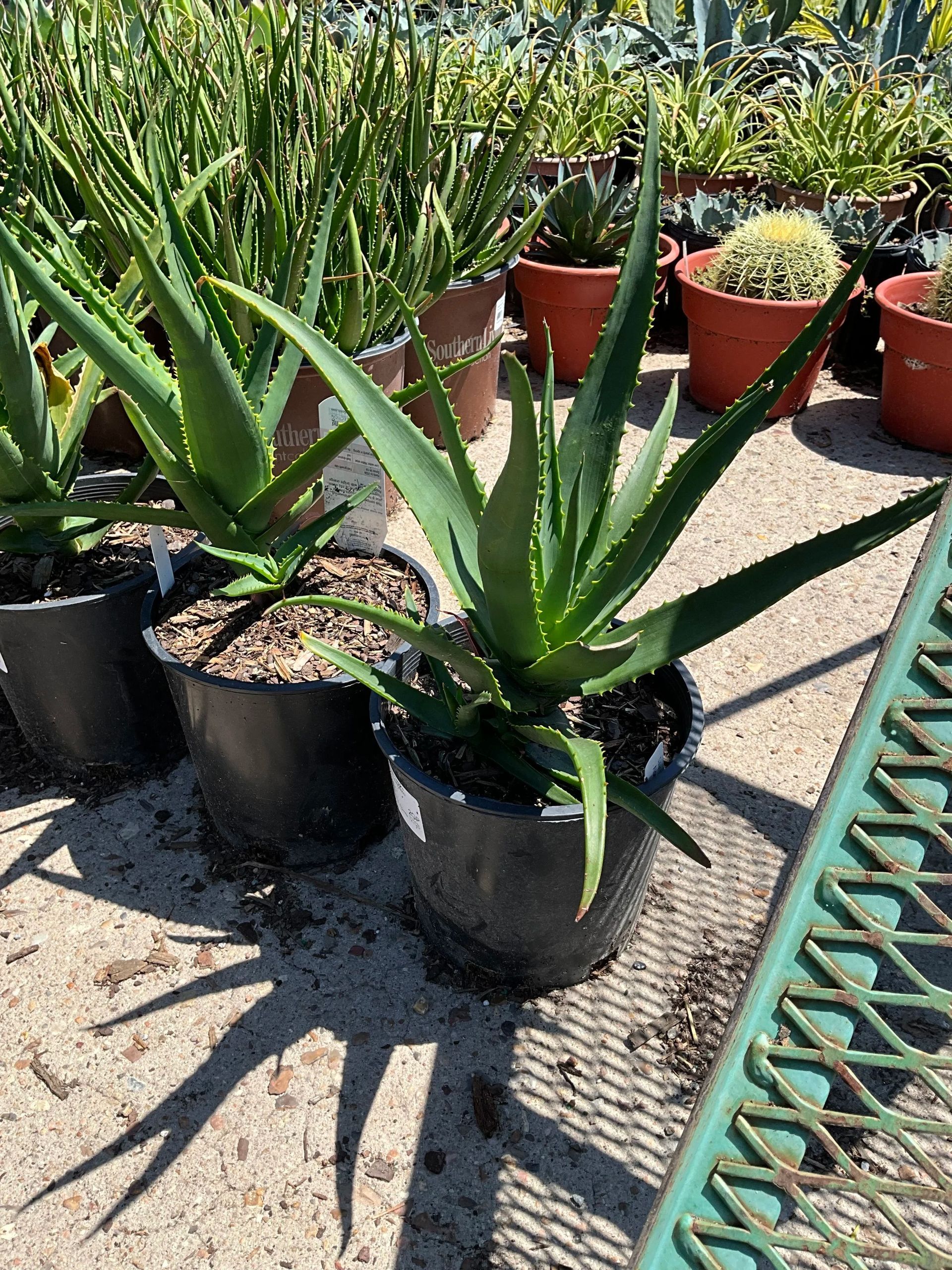 Potted agave plants in a sunny garden nursery, with a green metal bench on the right.