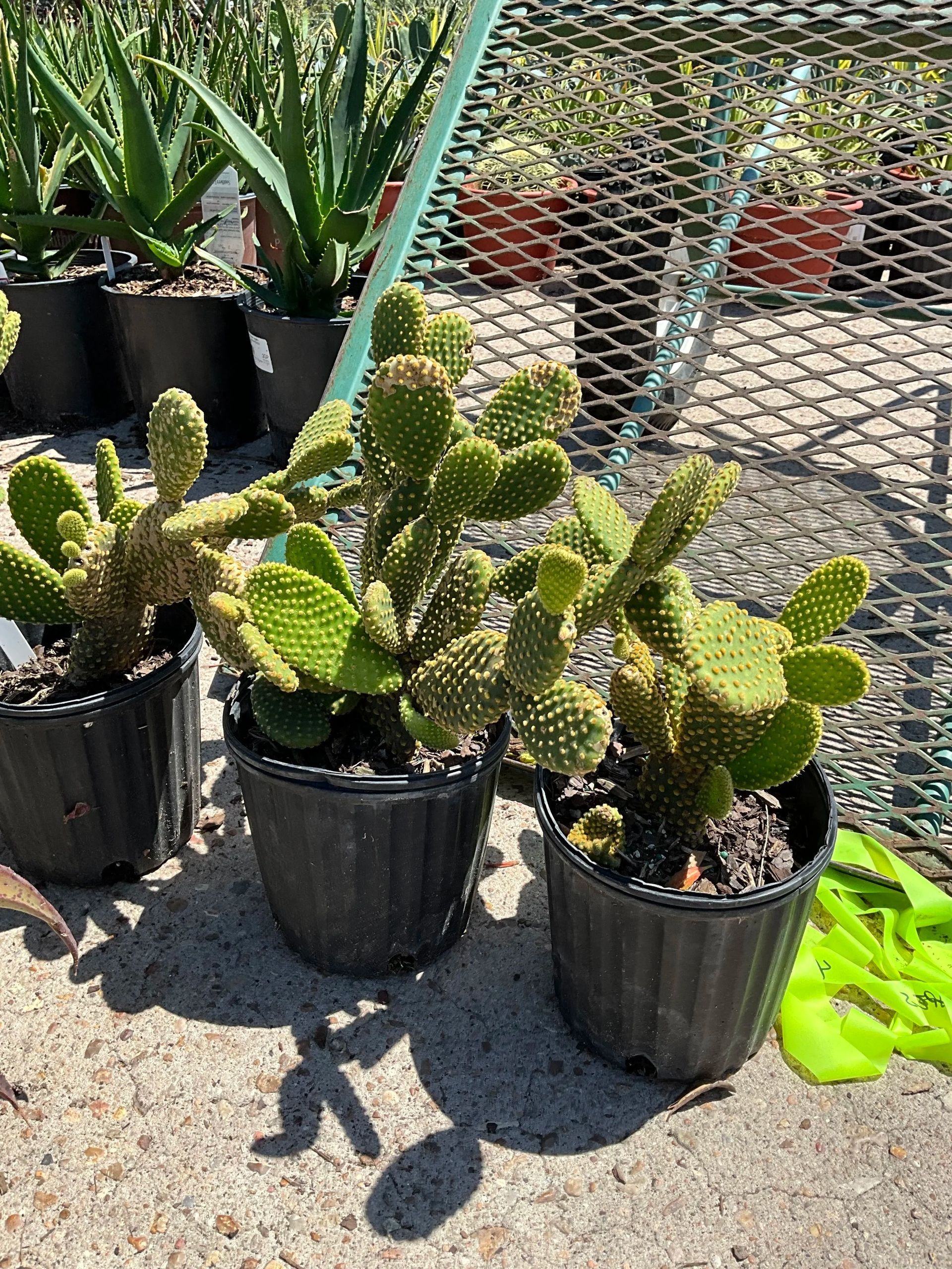 Potted prickly pear cacti on a sunny outdoor patio near a chain-link fence.