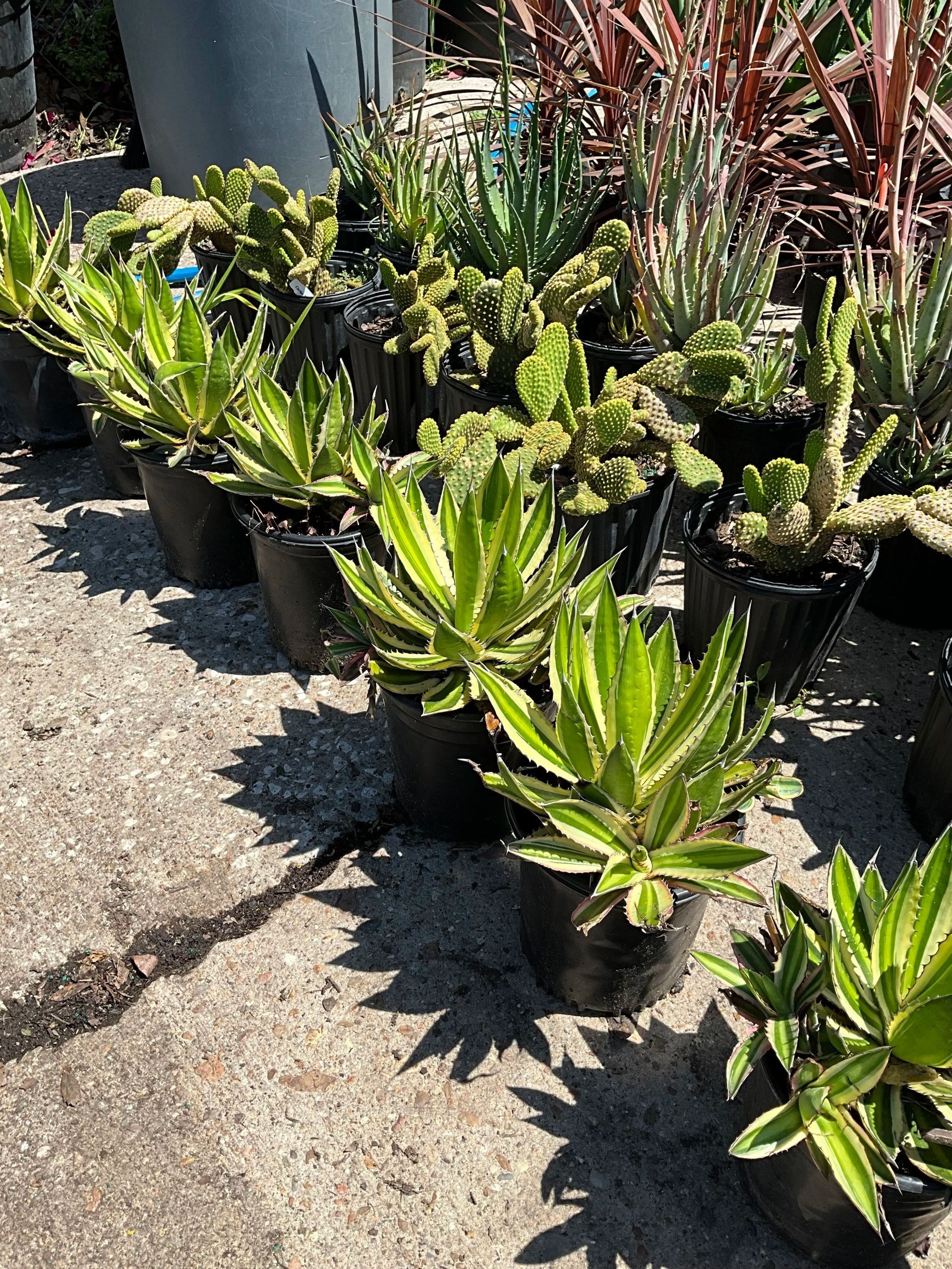 Rows of potted green succulents and spiky plants outdoors on gravel in bright sun