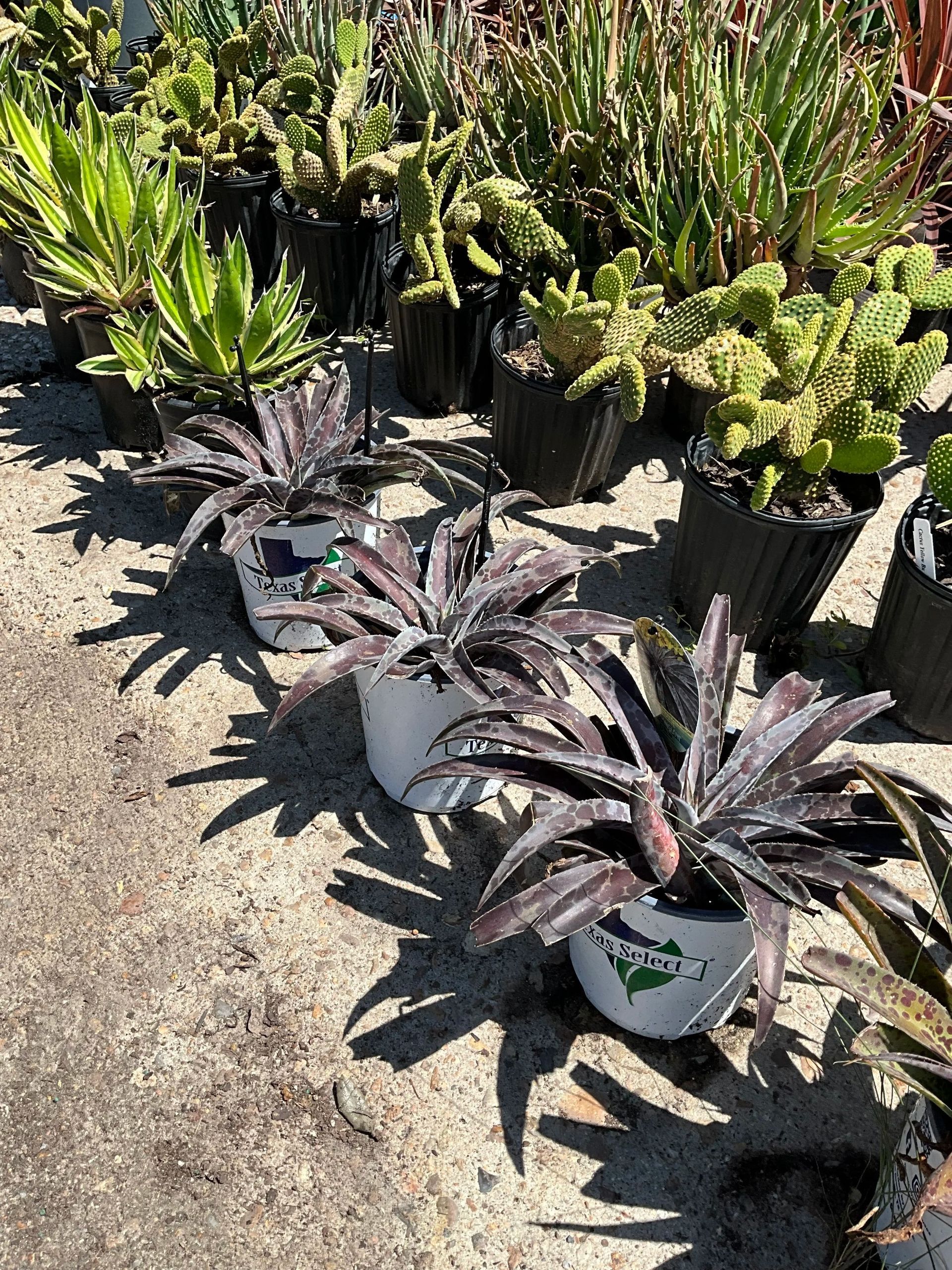 Potted succulents and cacti displayed outdoors on gravel in bright sunlight