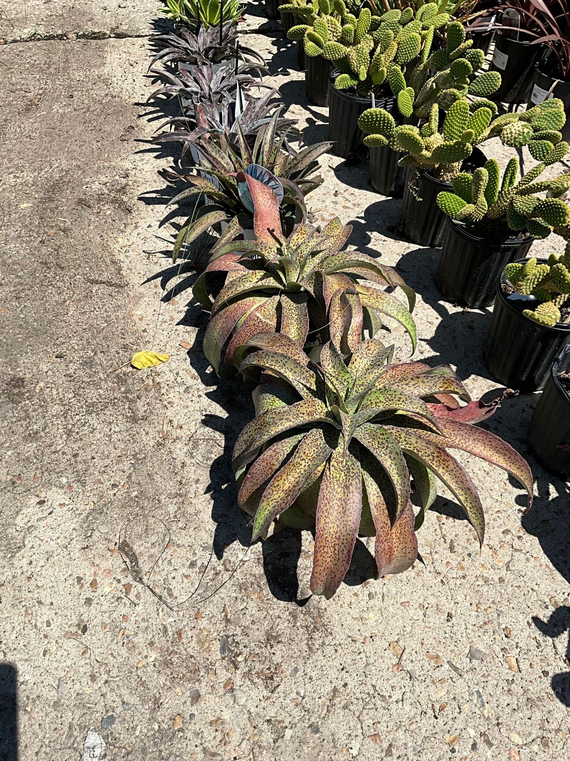 Row of potted succulents with pink and green leaves beside a concrete path
