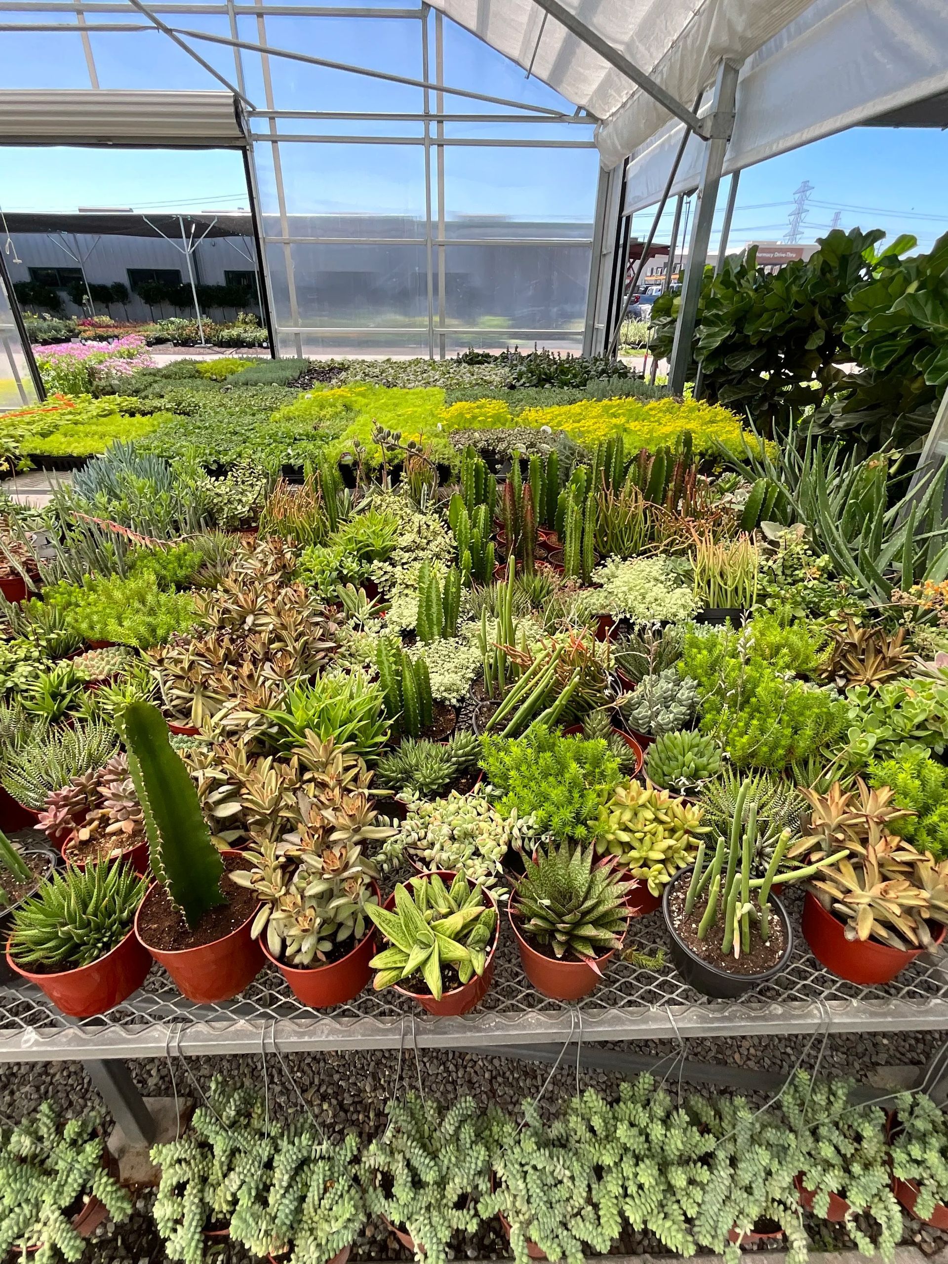 Potted succulents arranged on tables inside a bright greenhouse nursery