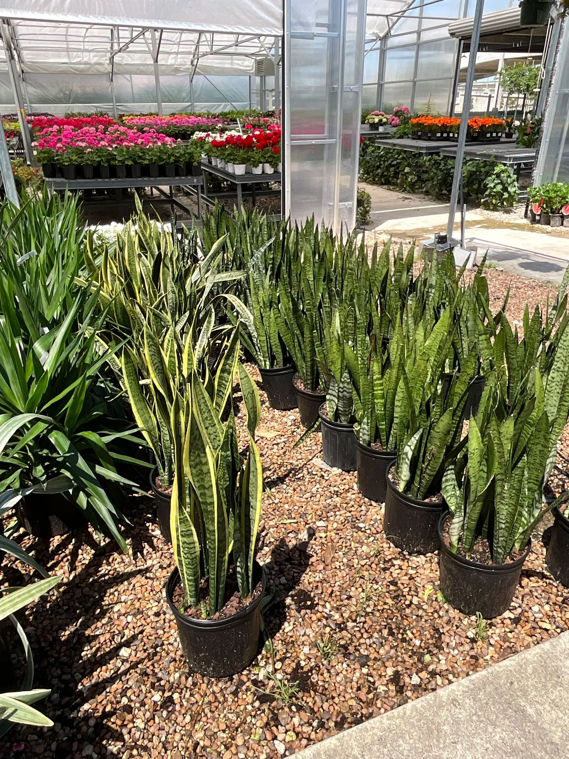 Potted snake plants in a greenhouse, with rows of colorful flowers in the background.