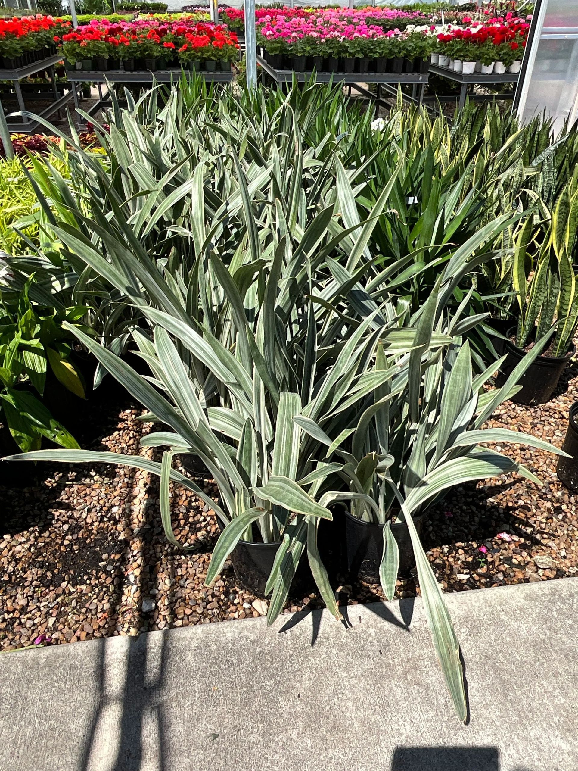 Spiky green succulent in a gravel planter outside a garden center, with rows of flowers behind it