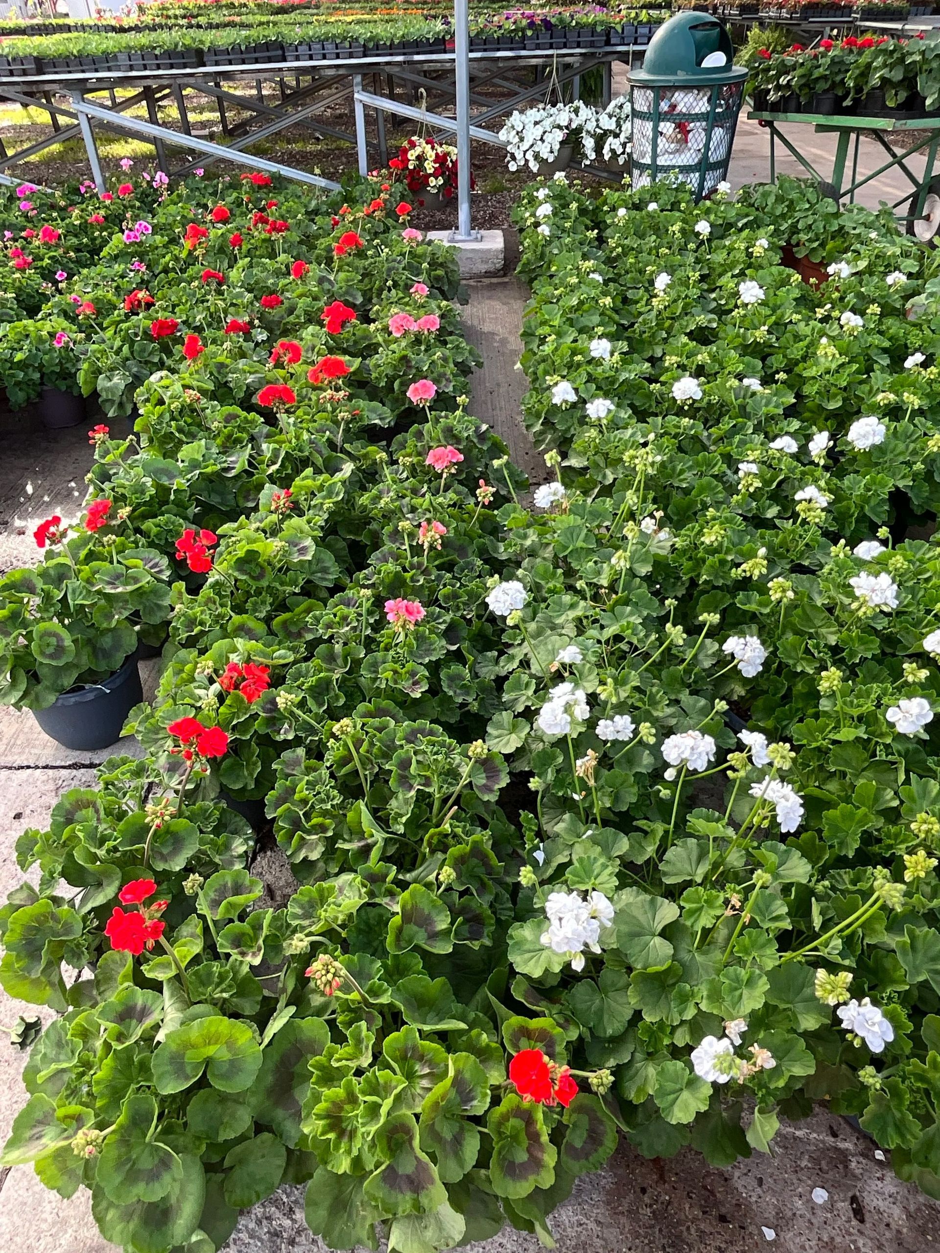 Two rows of red and white flowers in pots in a greenhouse nursery
