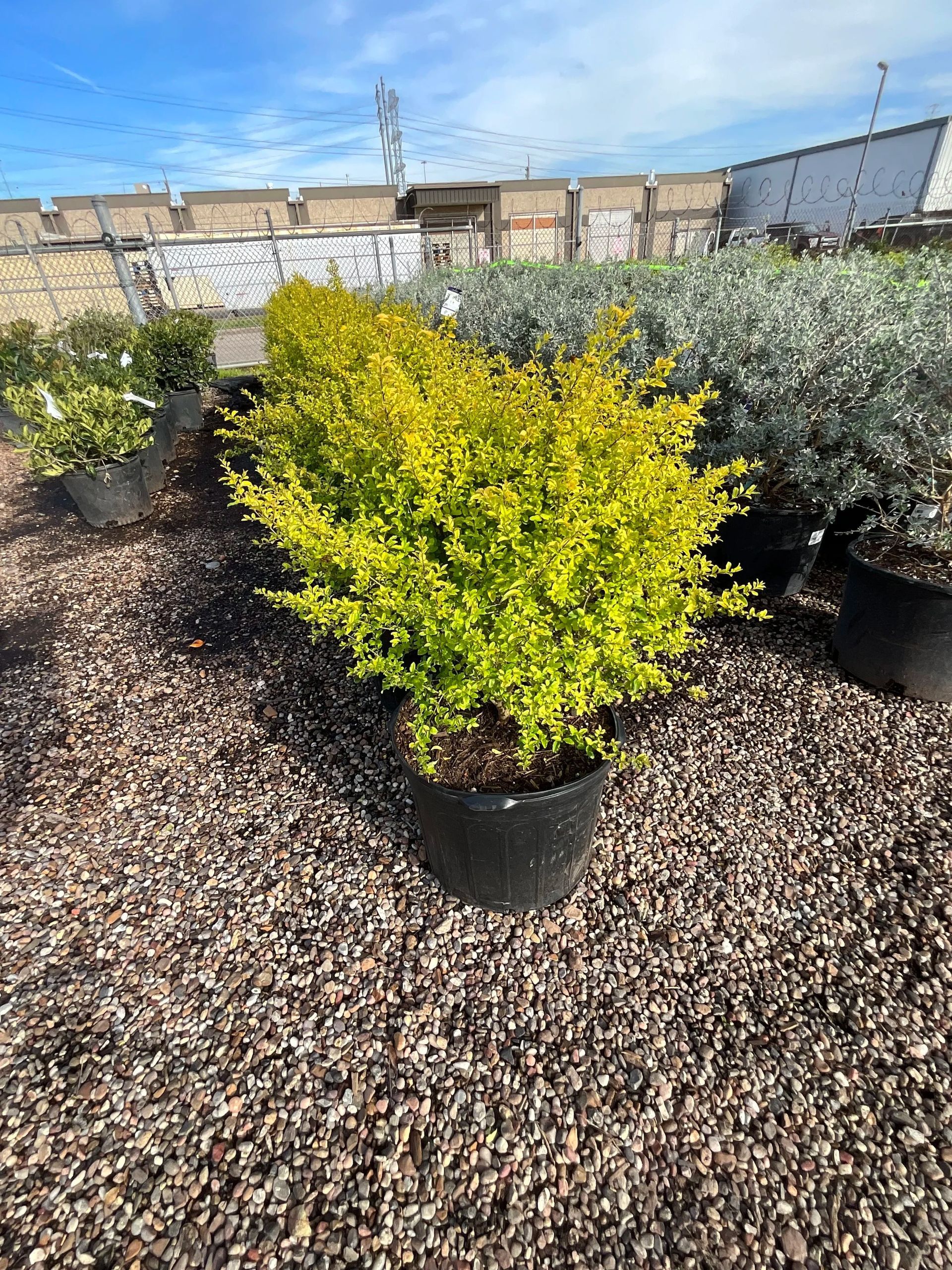 Yellow-green shrub in a black pot on a gravel lot, with other potted shrubs and buildings behind.