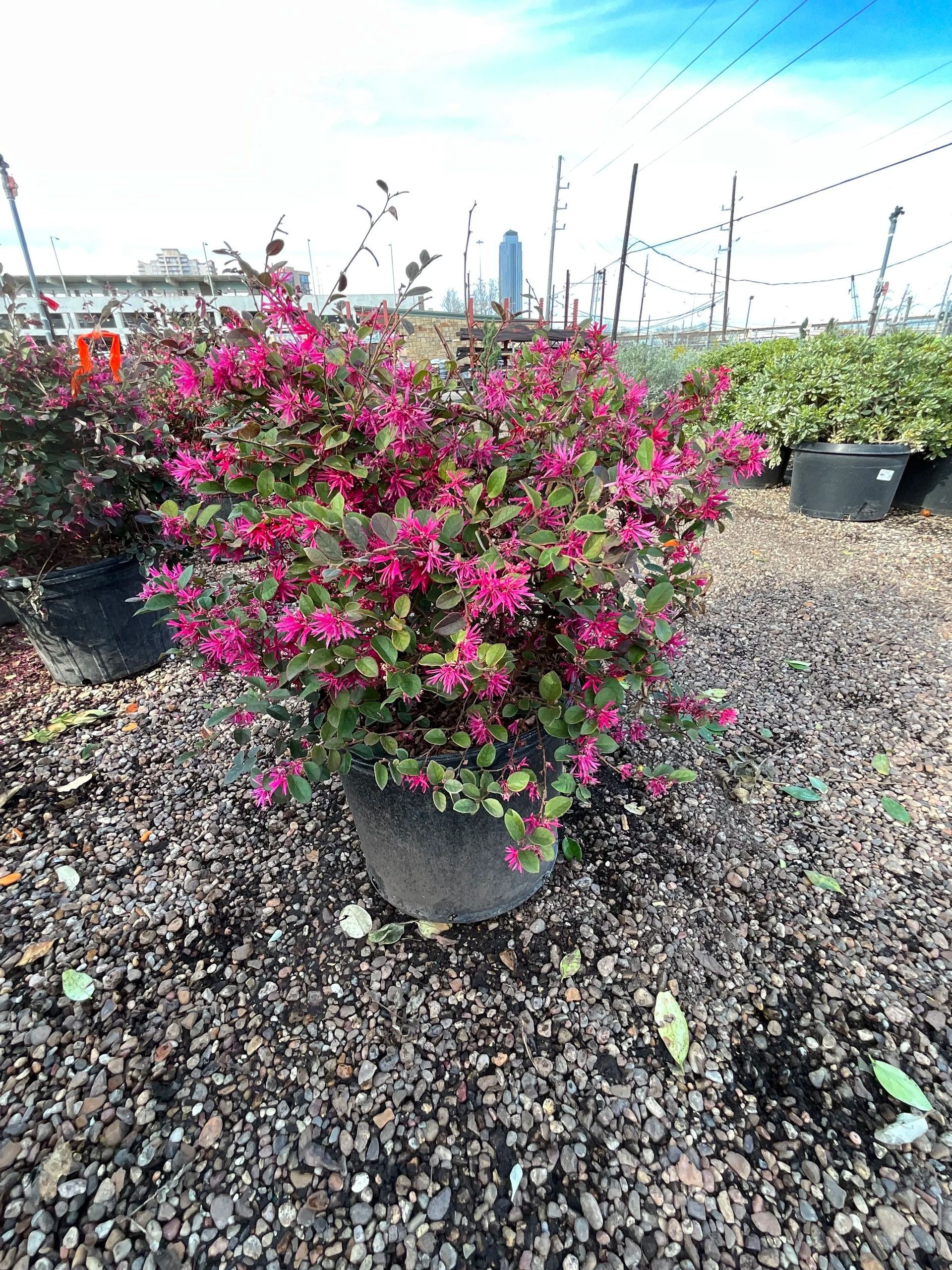 Potted flowering shrub with bright pink blooms in a gravel nursery lot, with fences and other plants behind it