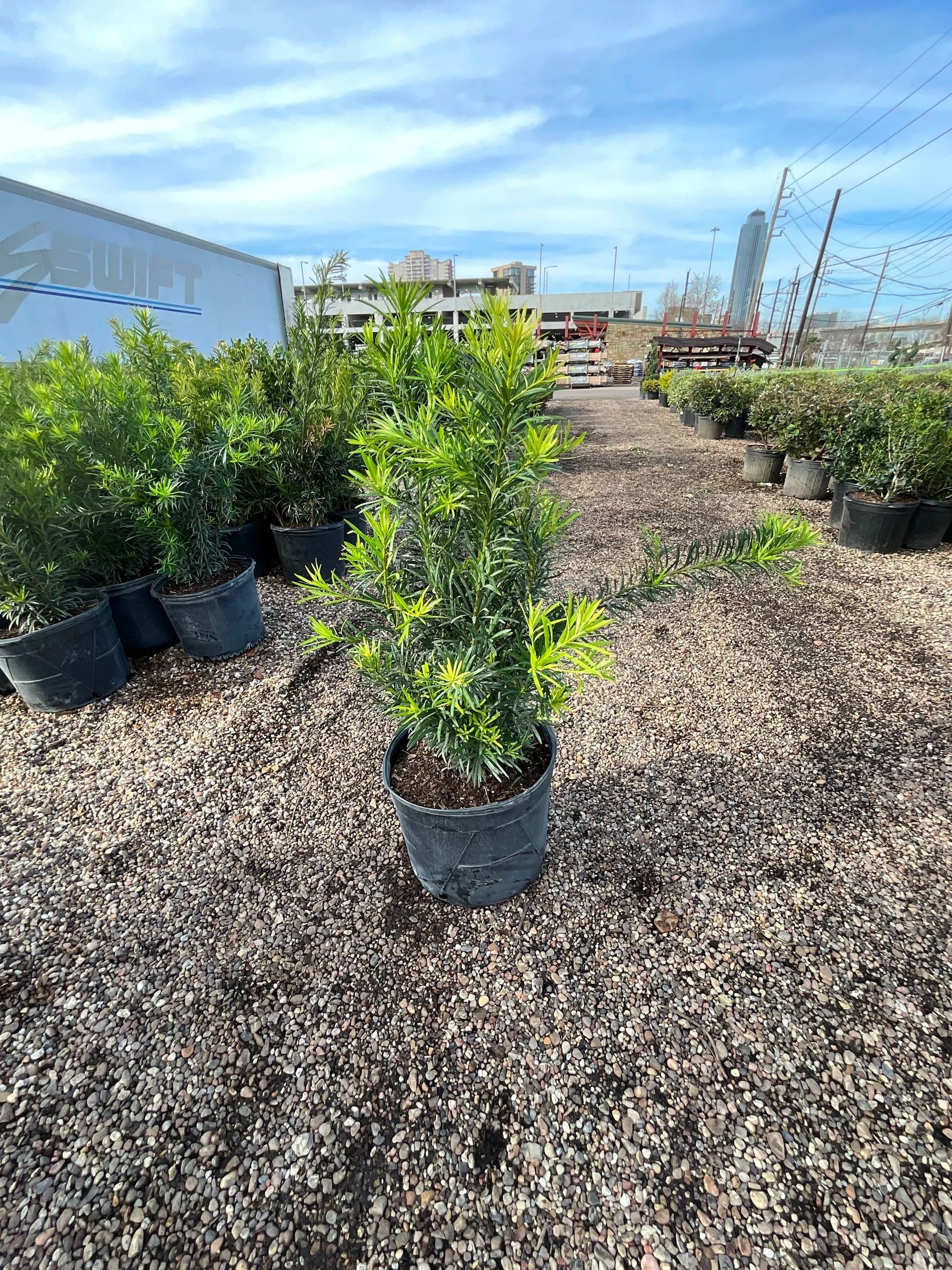 Potted shrubs in a nursery outdoor lot on gravel under a blue sky