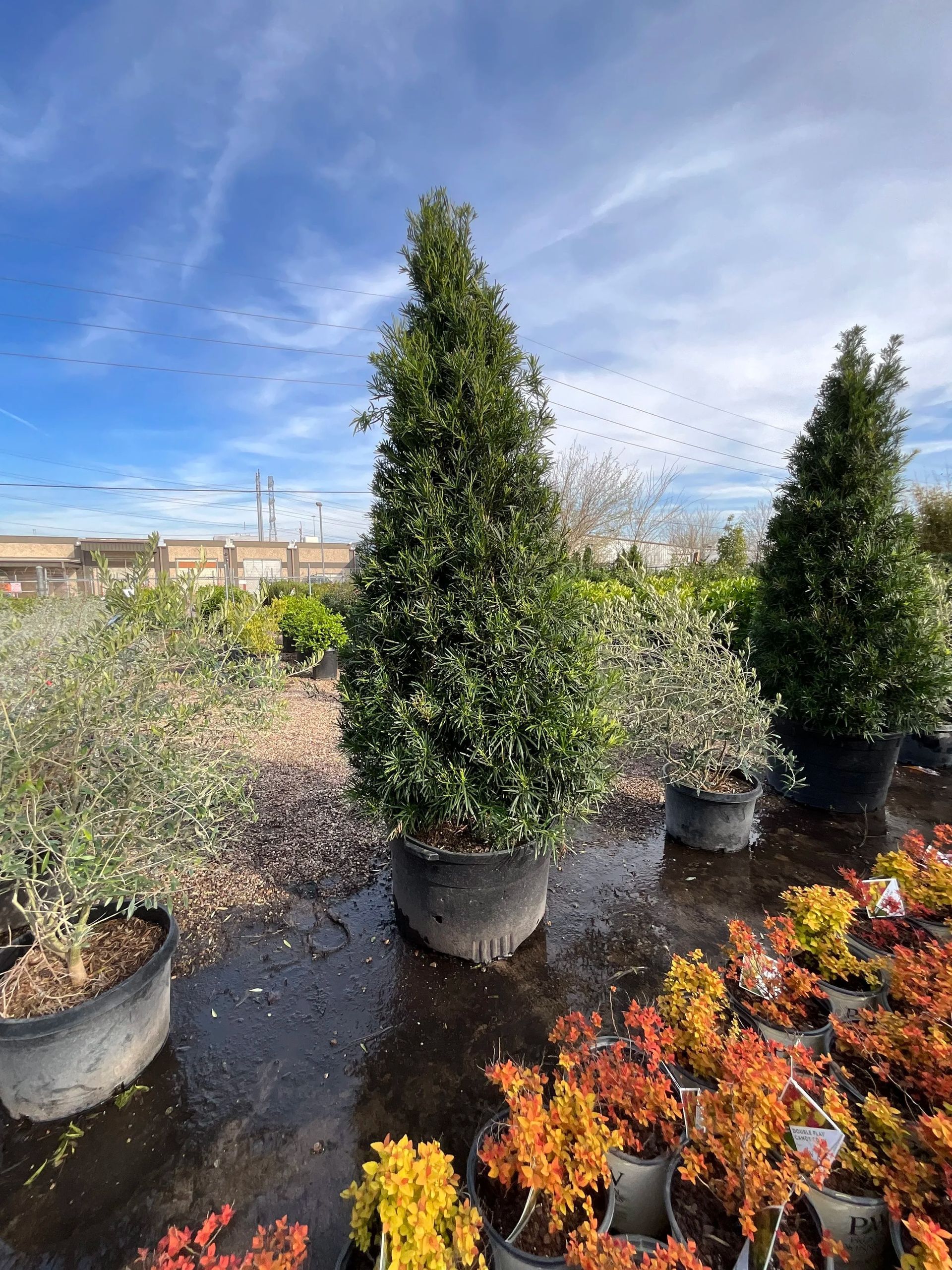Potted evergreen shrubs outdoors in a nursery, with colorful flowers in the foreground and blue sky overhead