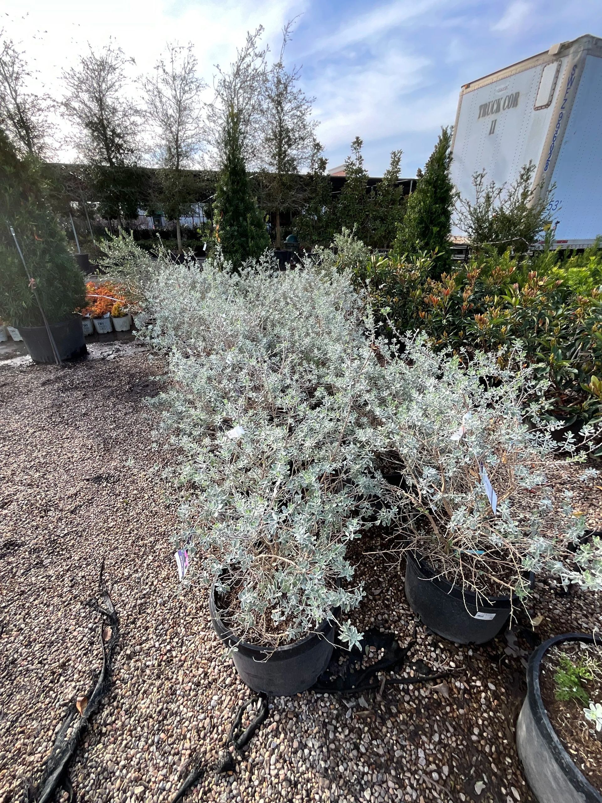 Potted silvery shrubs in a garden center under a bright blue sky